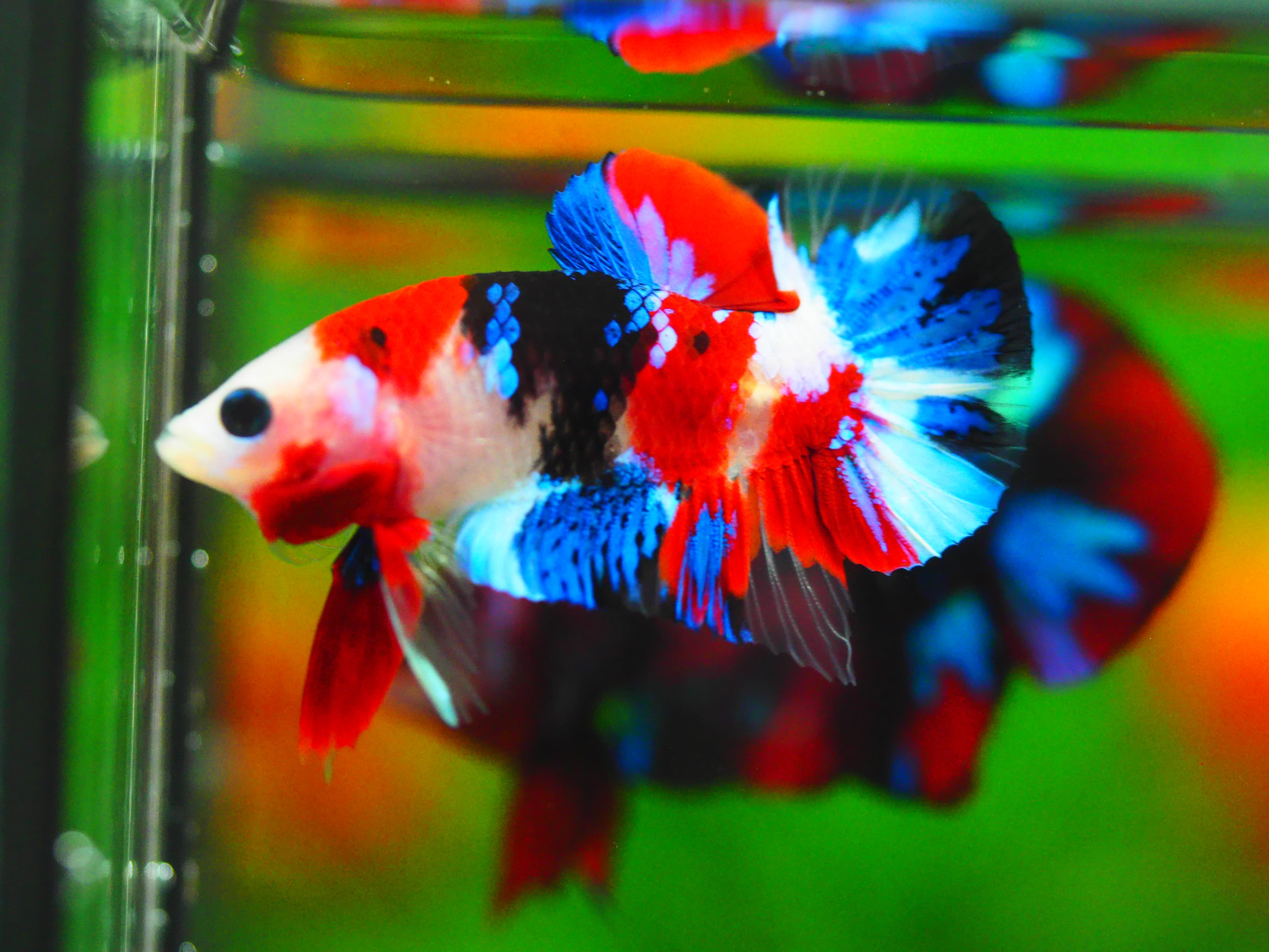 HMPK KOI GALAXY MALE GRADE A++