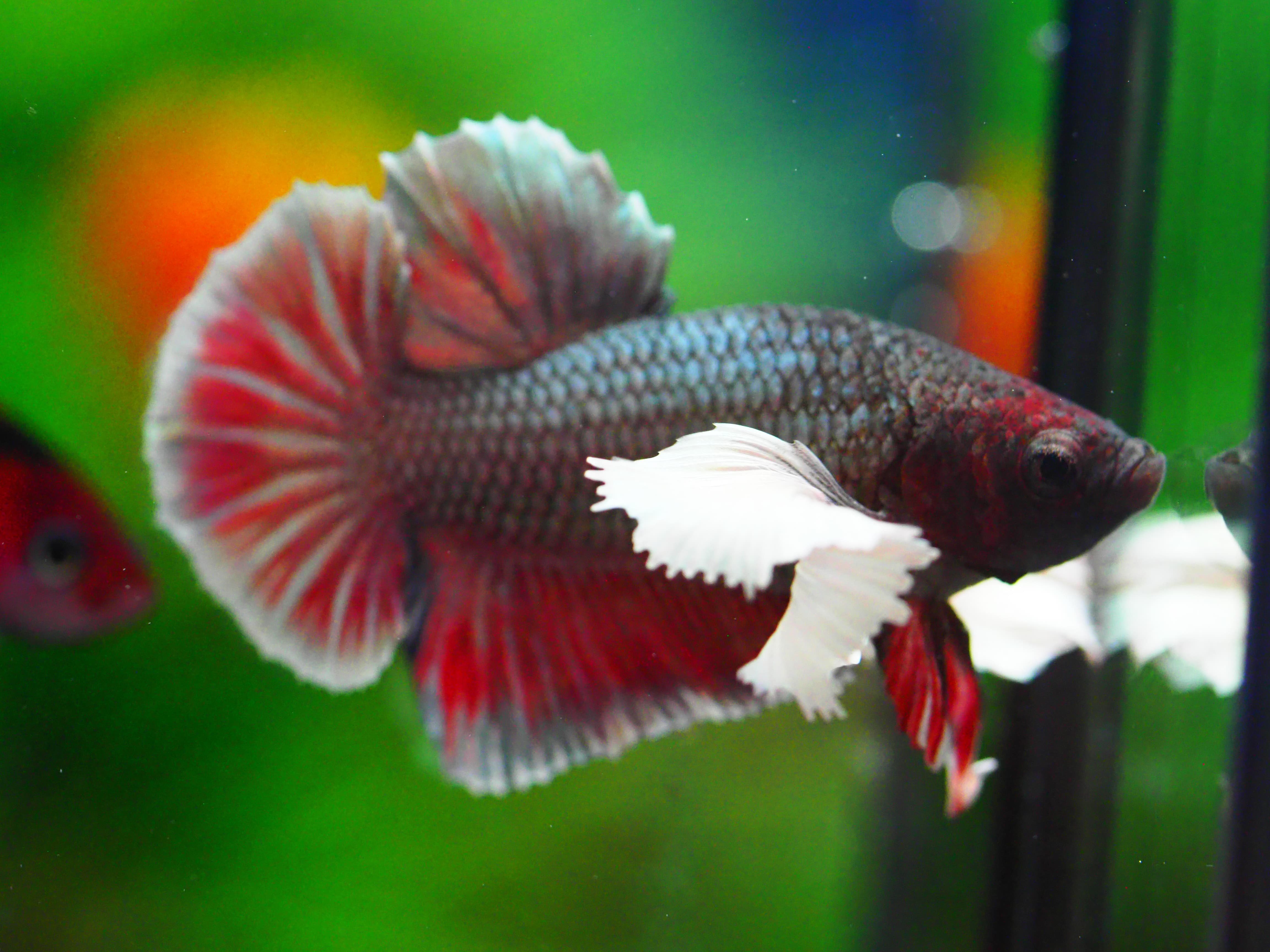 HMPK DUMBO MALE GRADE A +++