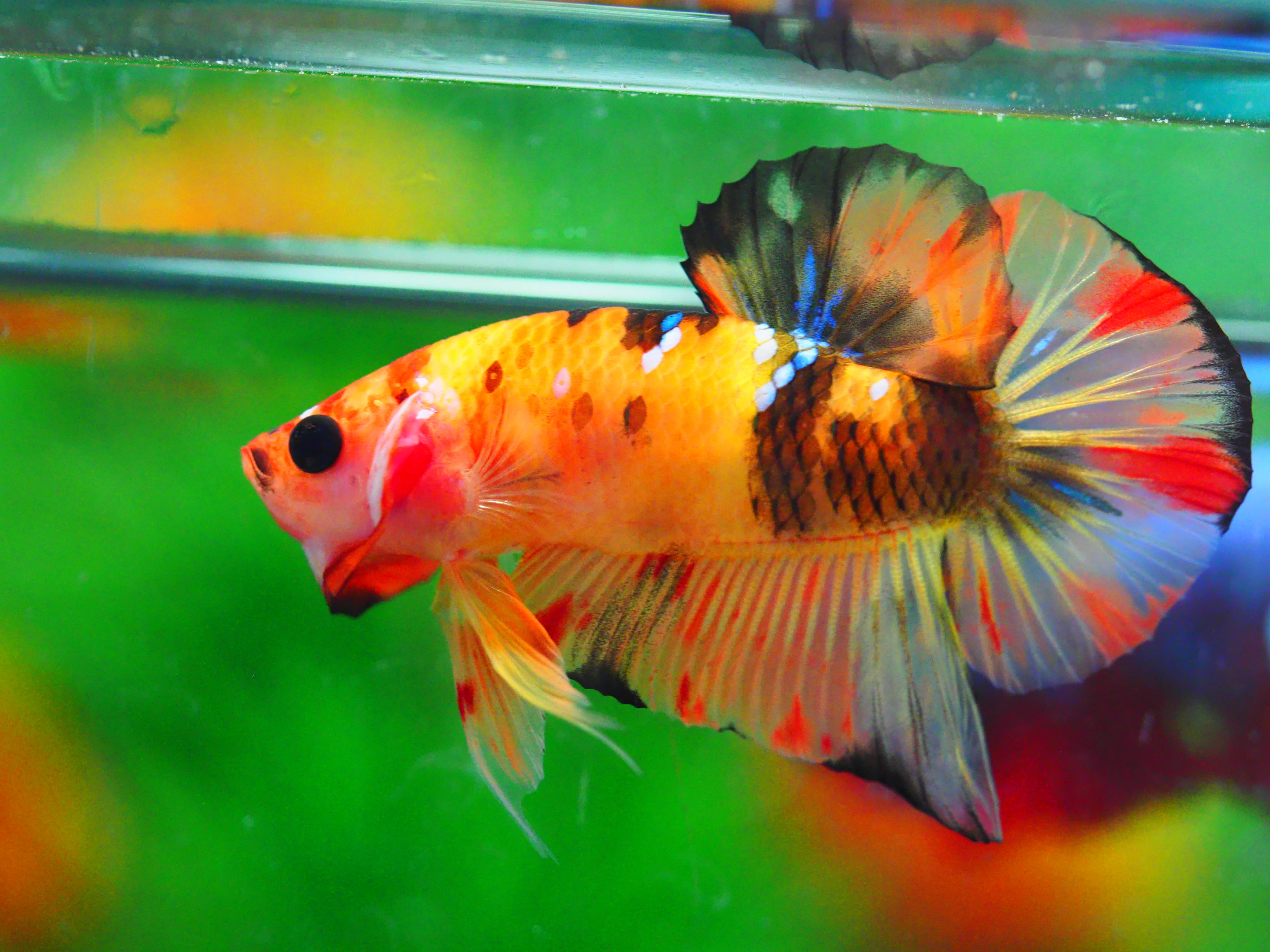 HMPK NEMO MALE GRADE A +++