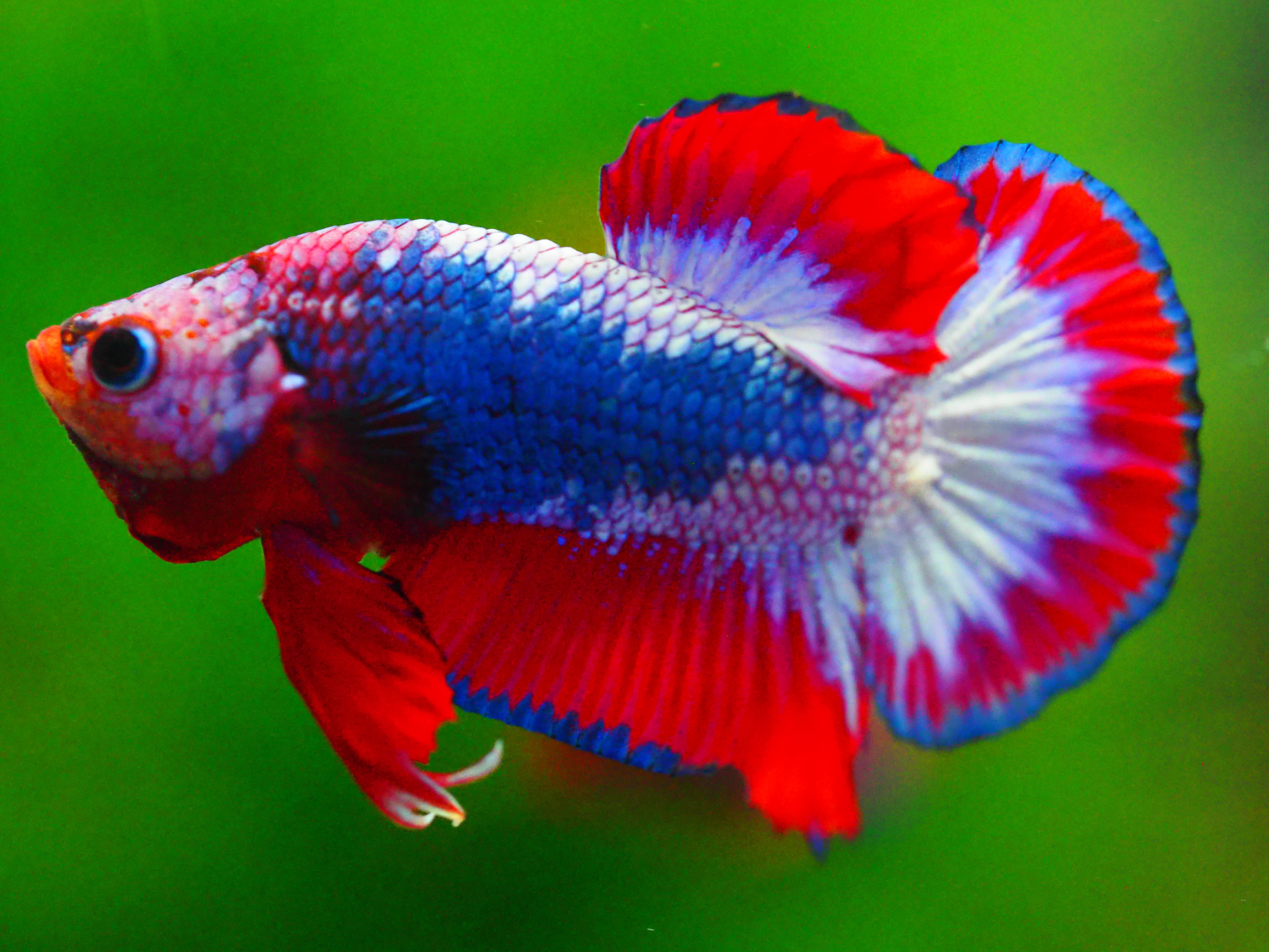 HMPK FANCY MALE GRADE A +++