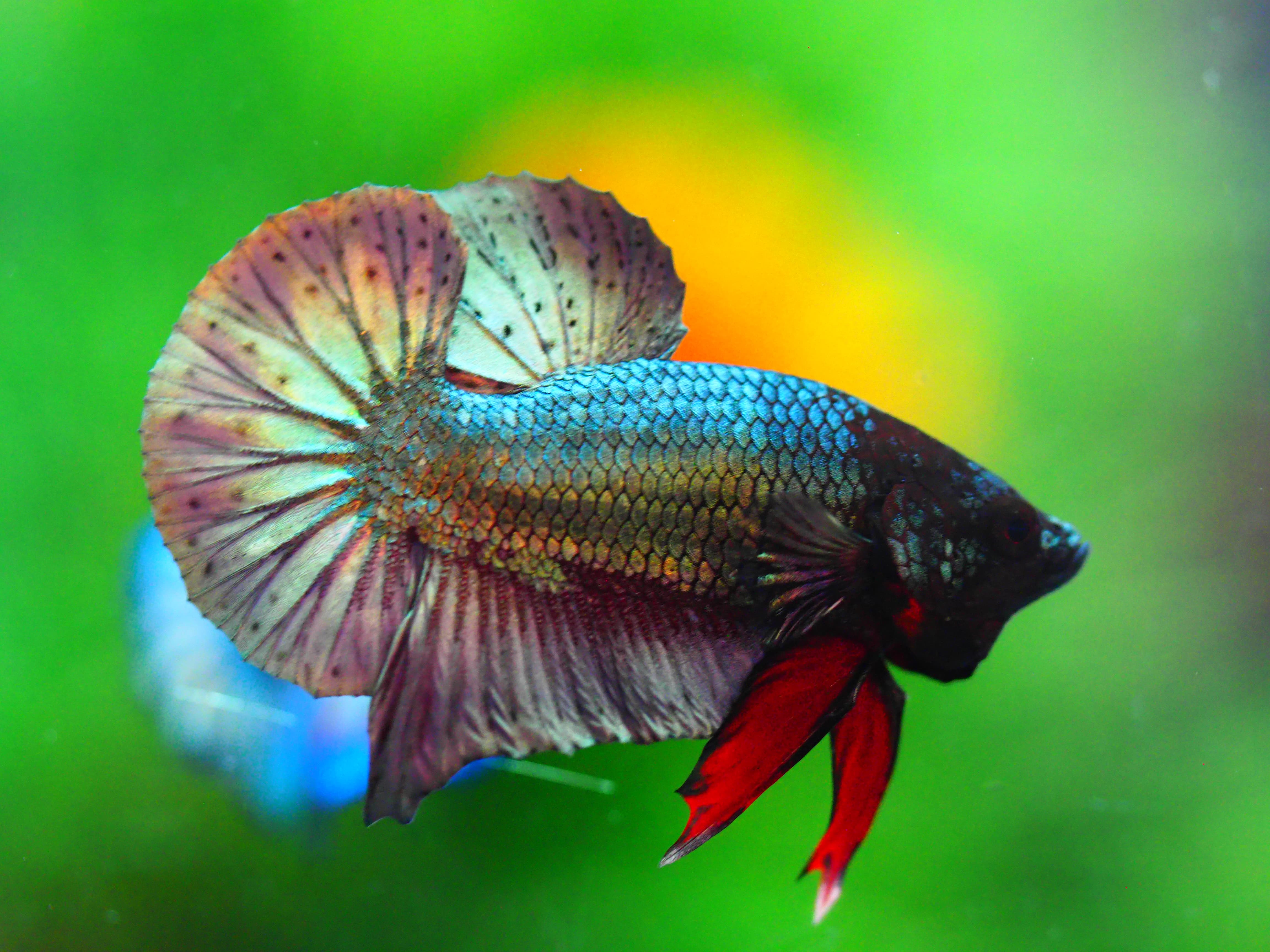 HMPK COPPER MALE GRADE A +++