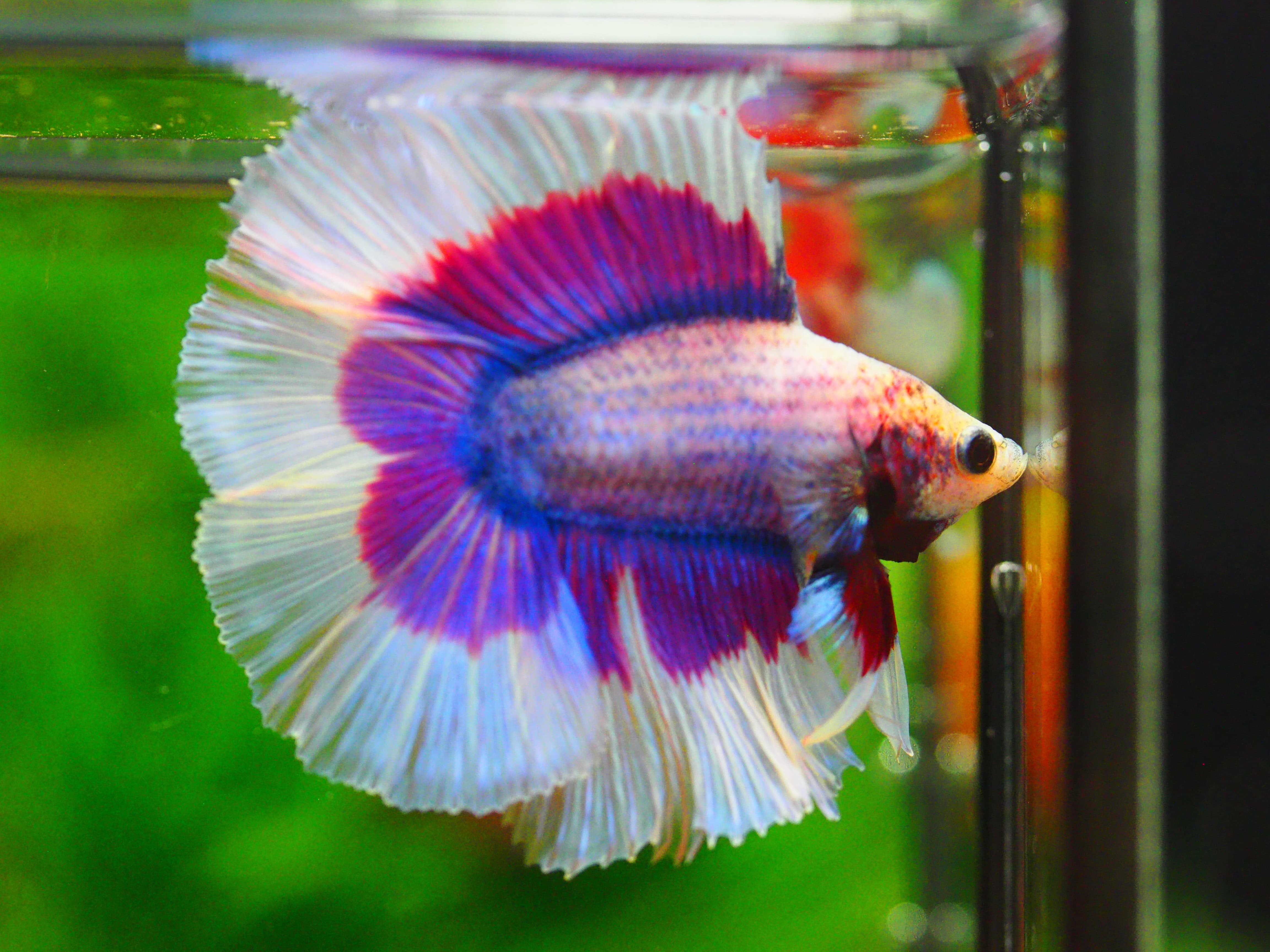 DT FANCY MALE GRADE A +++