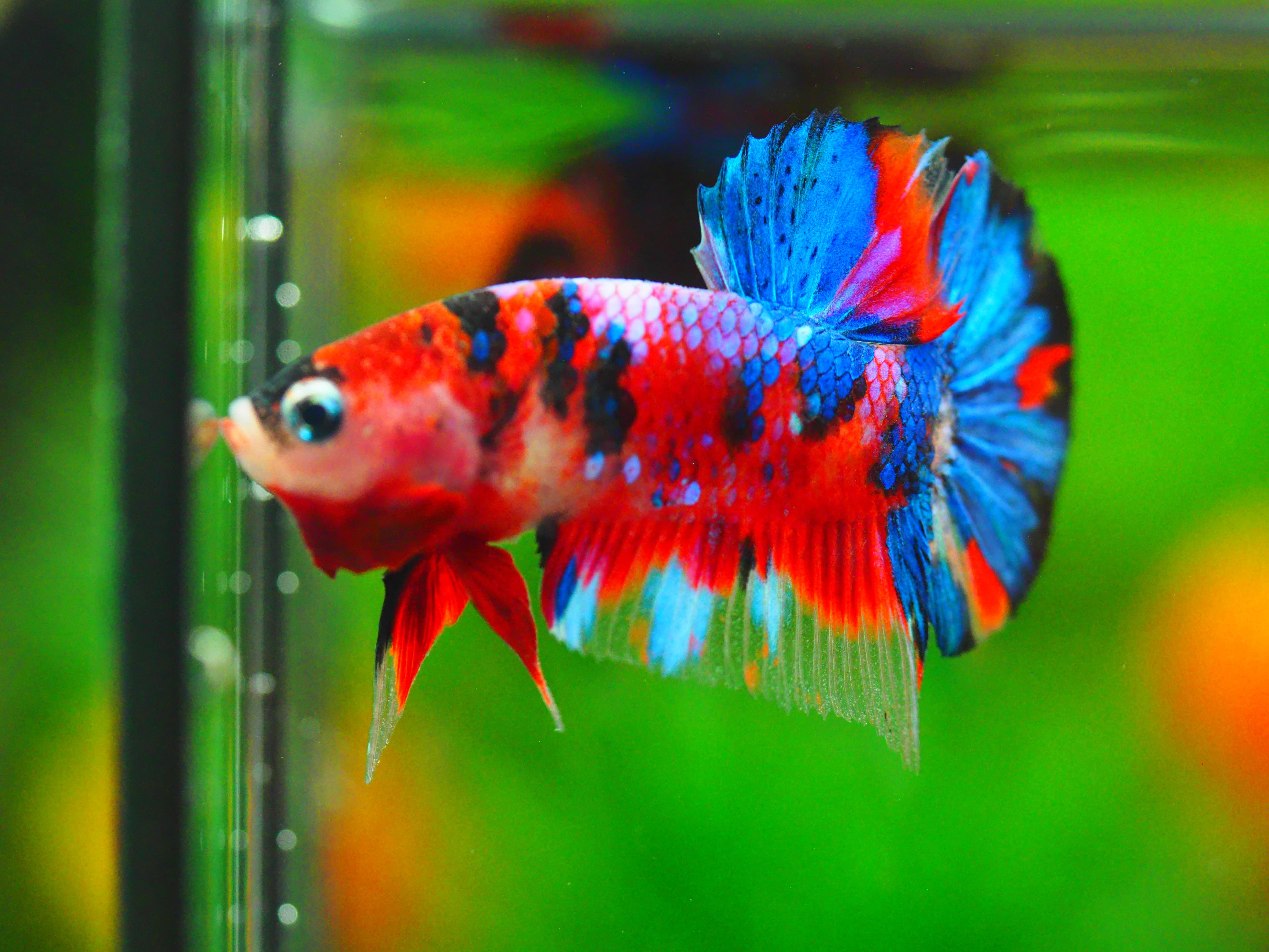 HMPK KOI GALAXY MALE GRADE A++