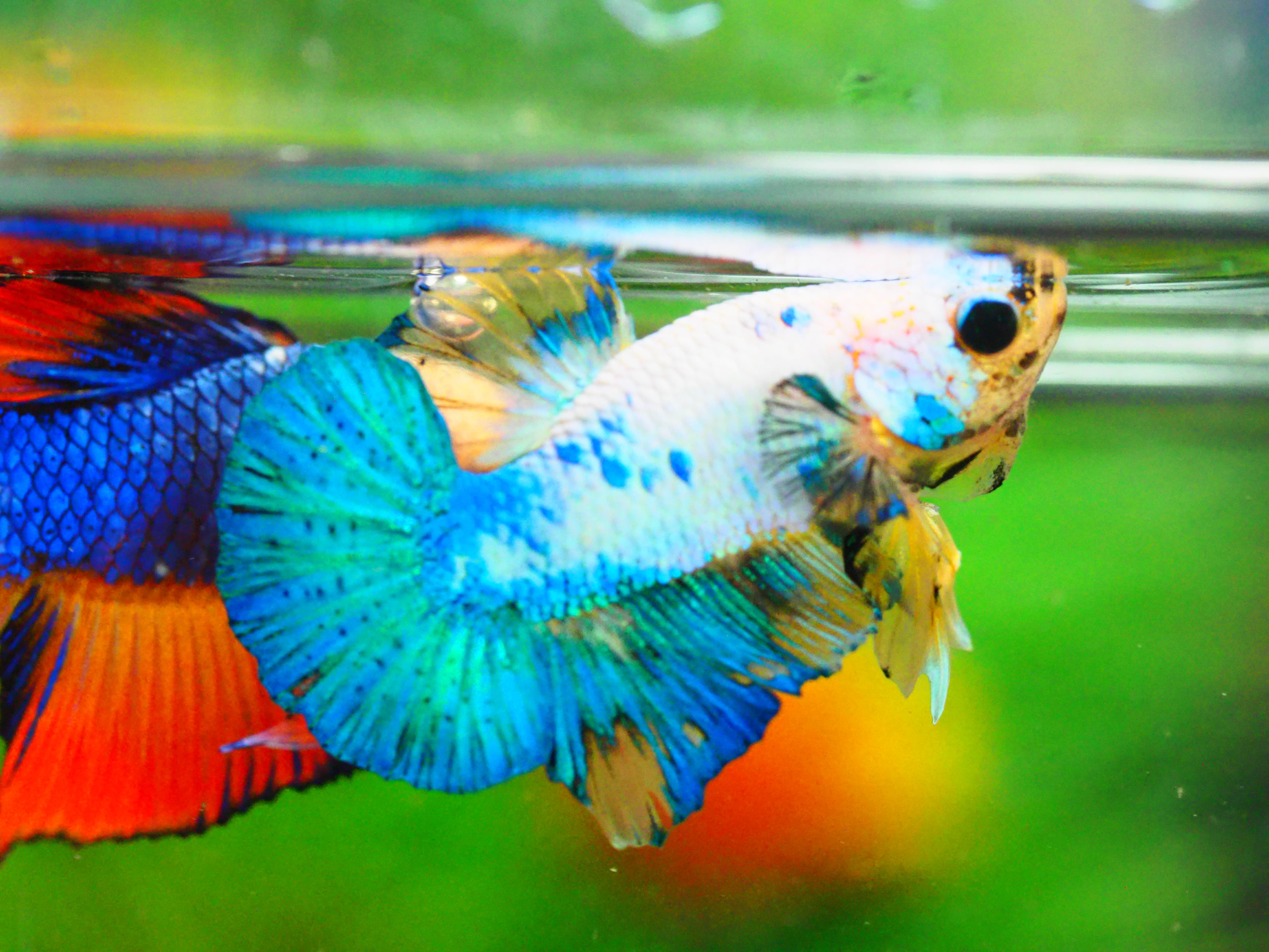 HMPK FANCY MALE GRADE A +++