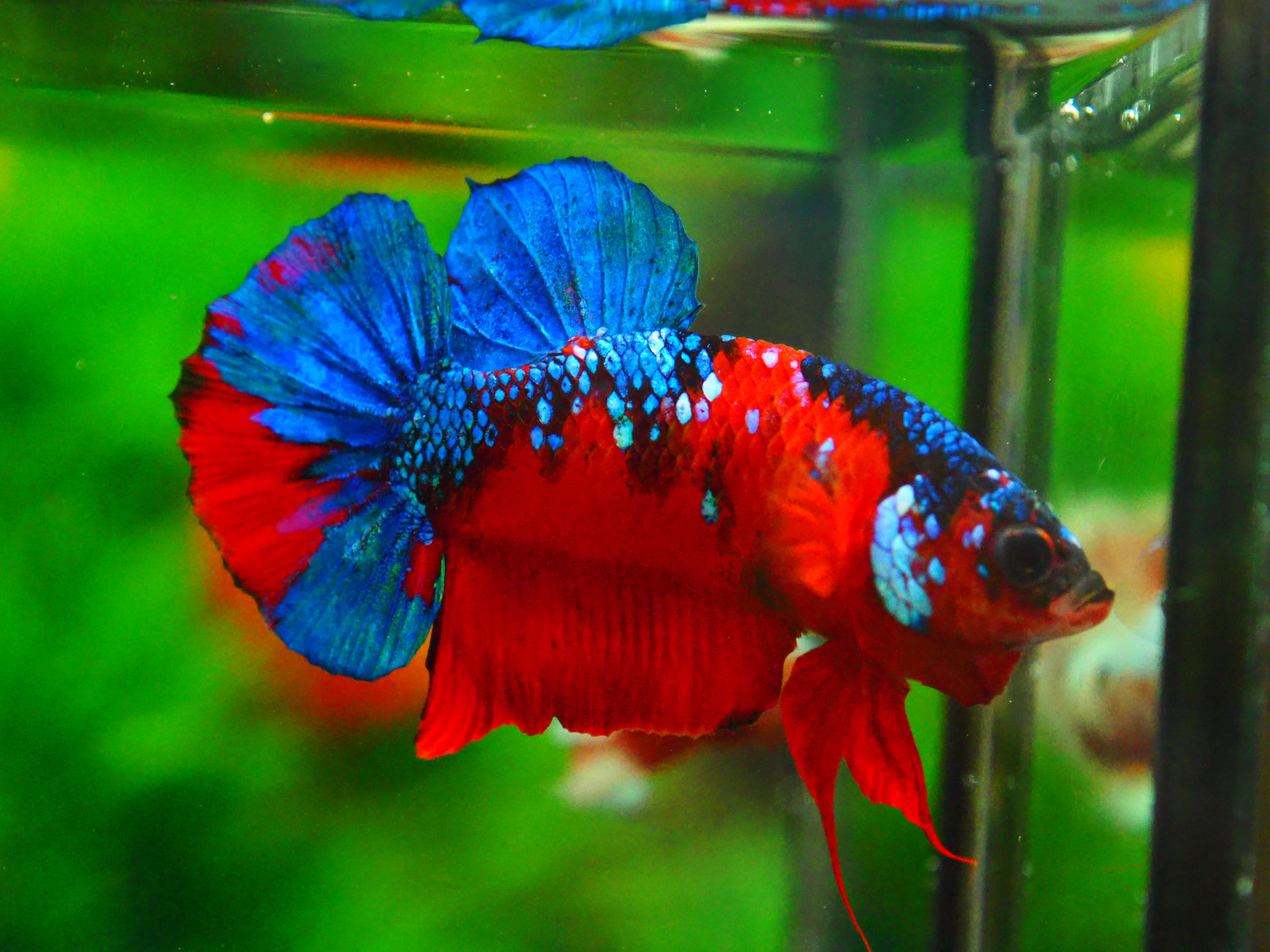 HMPK KOI GALAXY MALE GRADE A +++