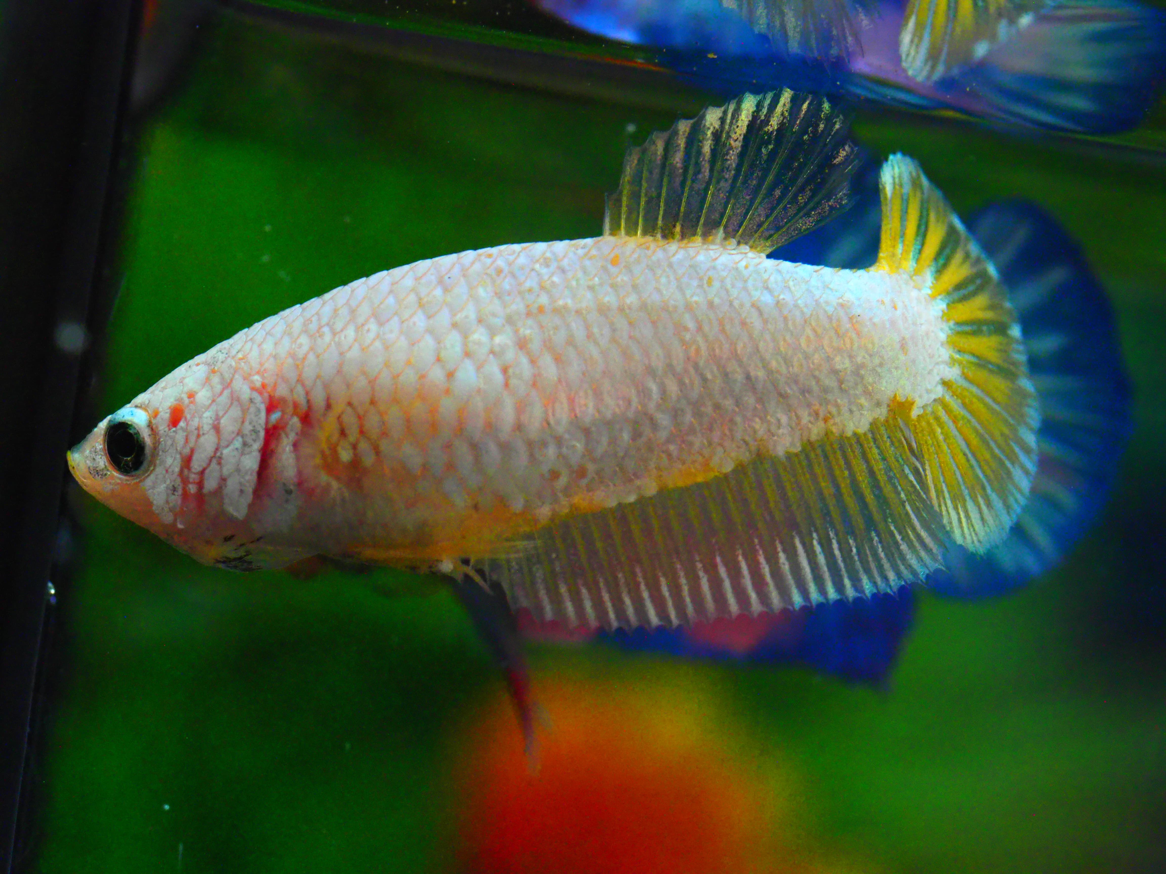 HMPK FANCY FNMALE GRADE A +++