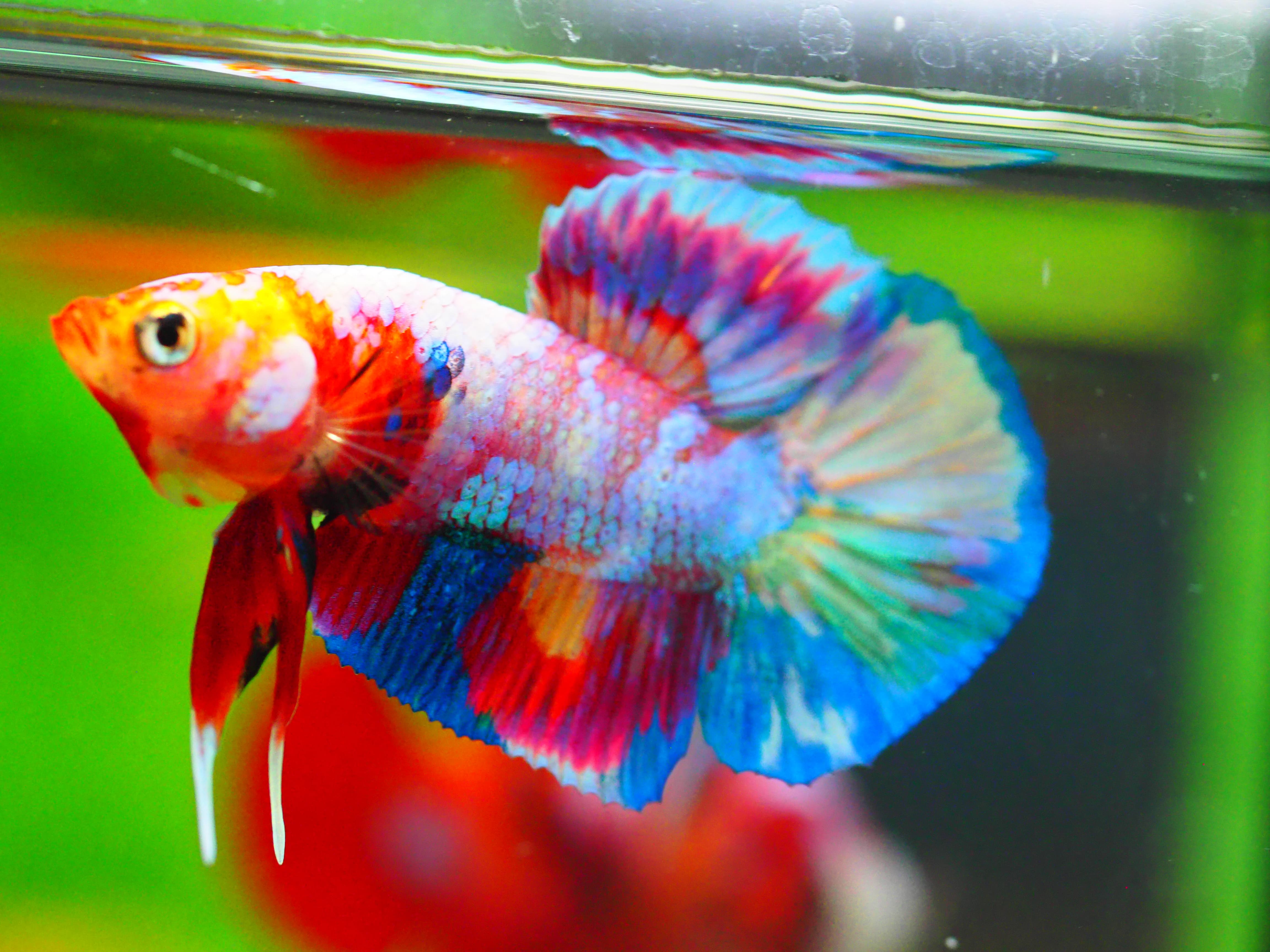 HMPK NEMO GALAXY MALE GRADE A +++