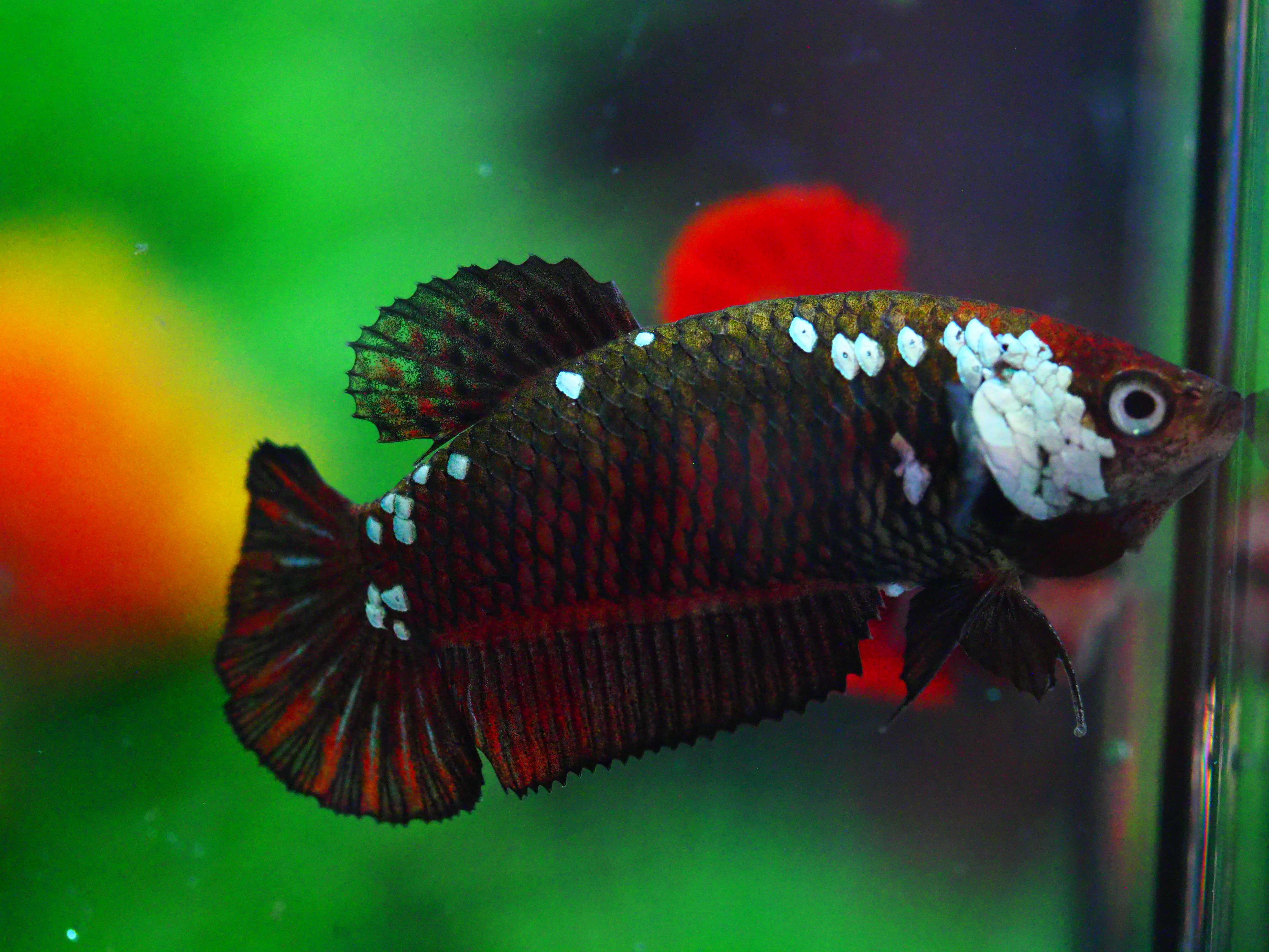 HMPK BLACY SAURIA FNMALE GRADE A +++