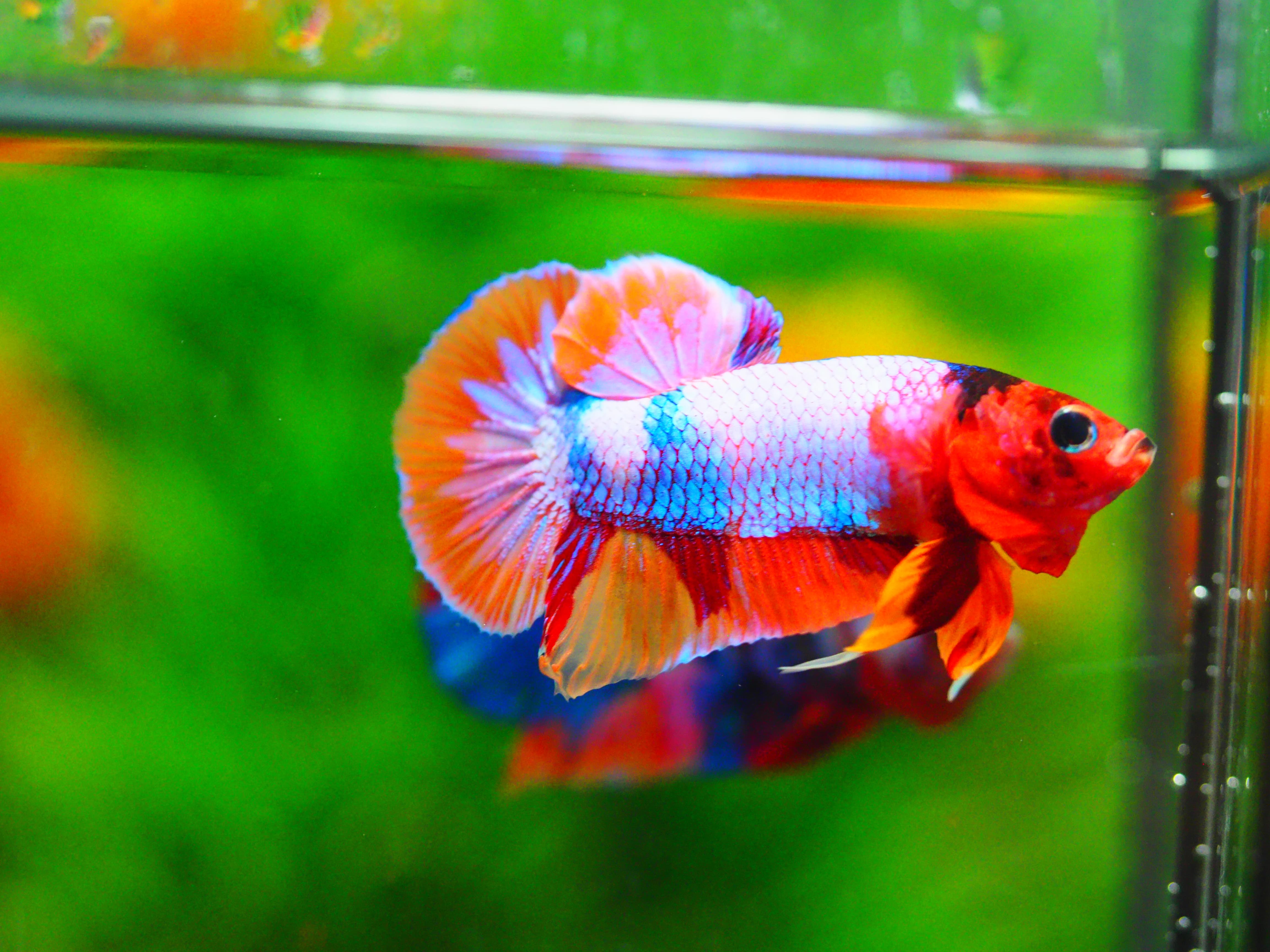 HMPK MUNTICOLOR MALE GRADE A +++