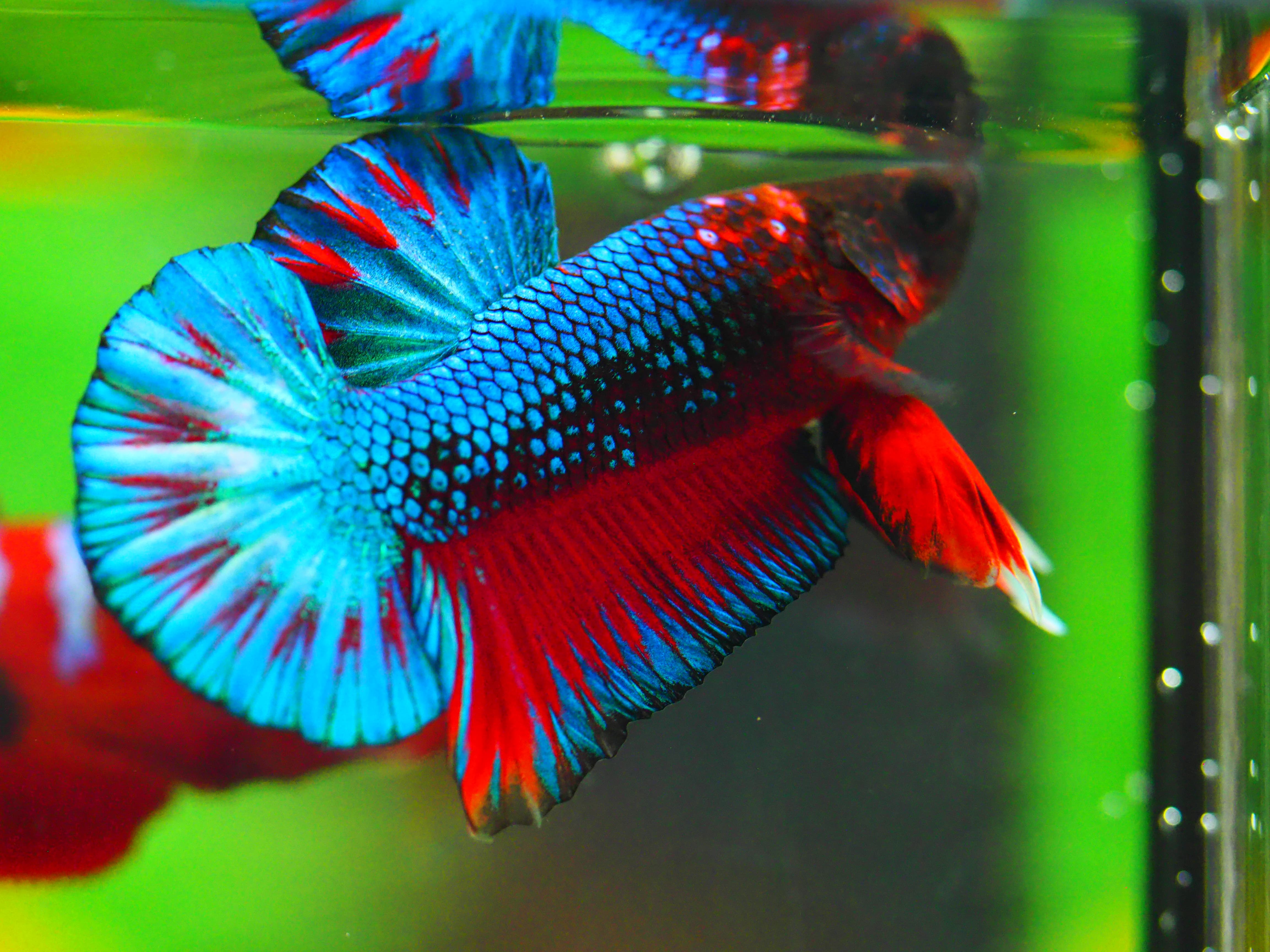 HMPK FANCY MALE GRADE A +++