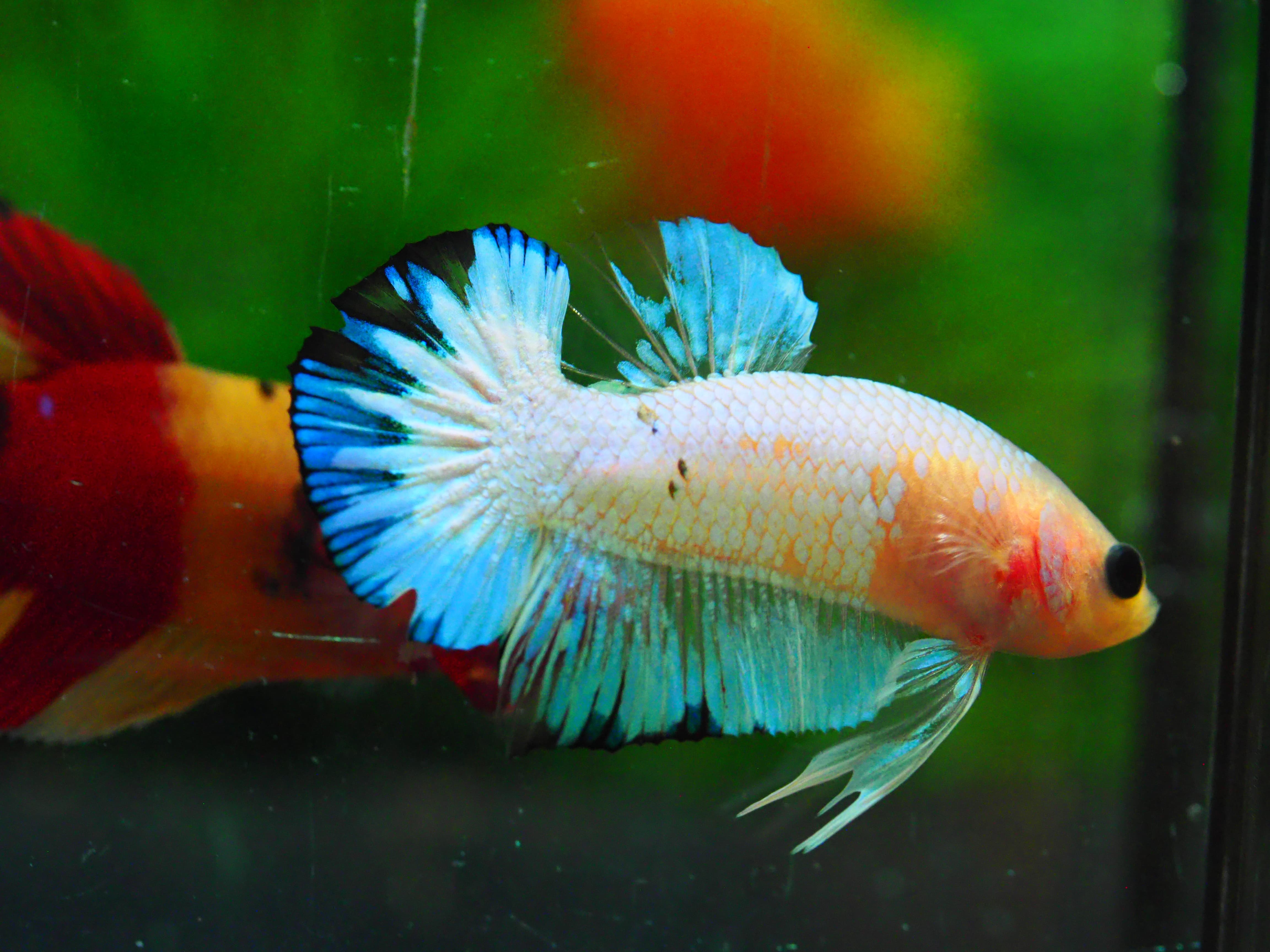 HMPK FANCY MALE GRADE A +++