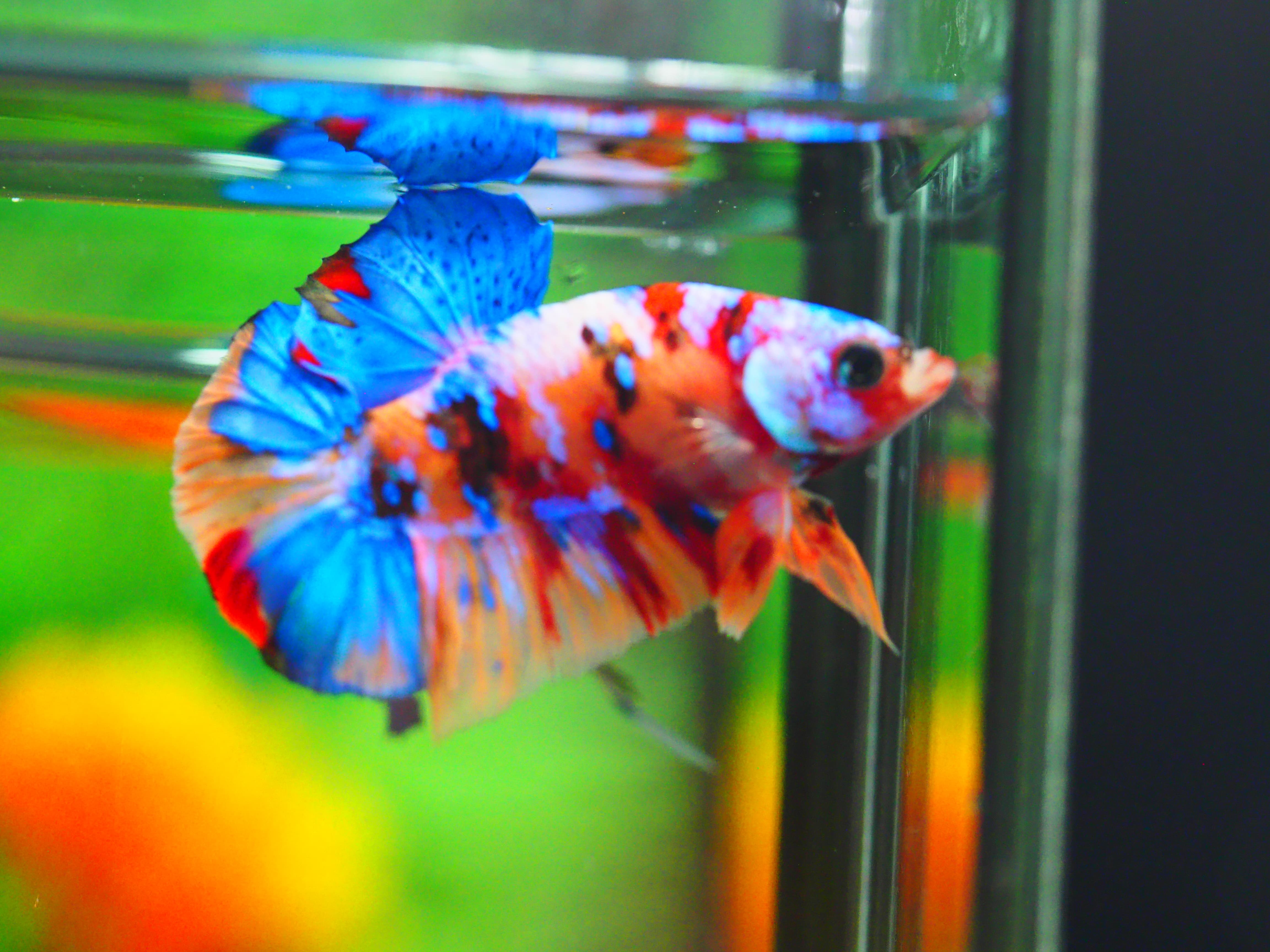 HMPK NEMO GALAXY MALE GRADE A +++ ปลาเด็ก