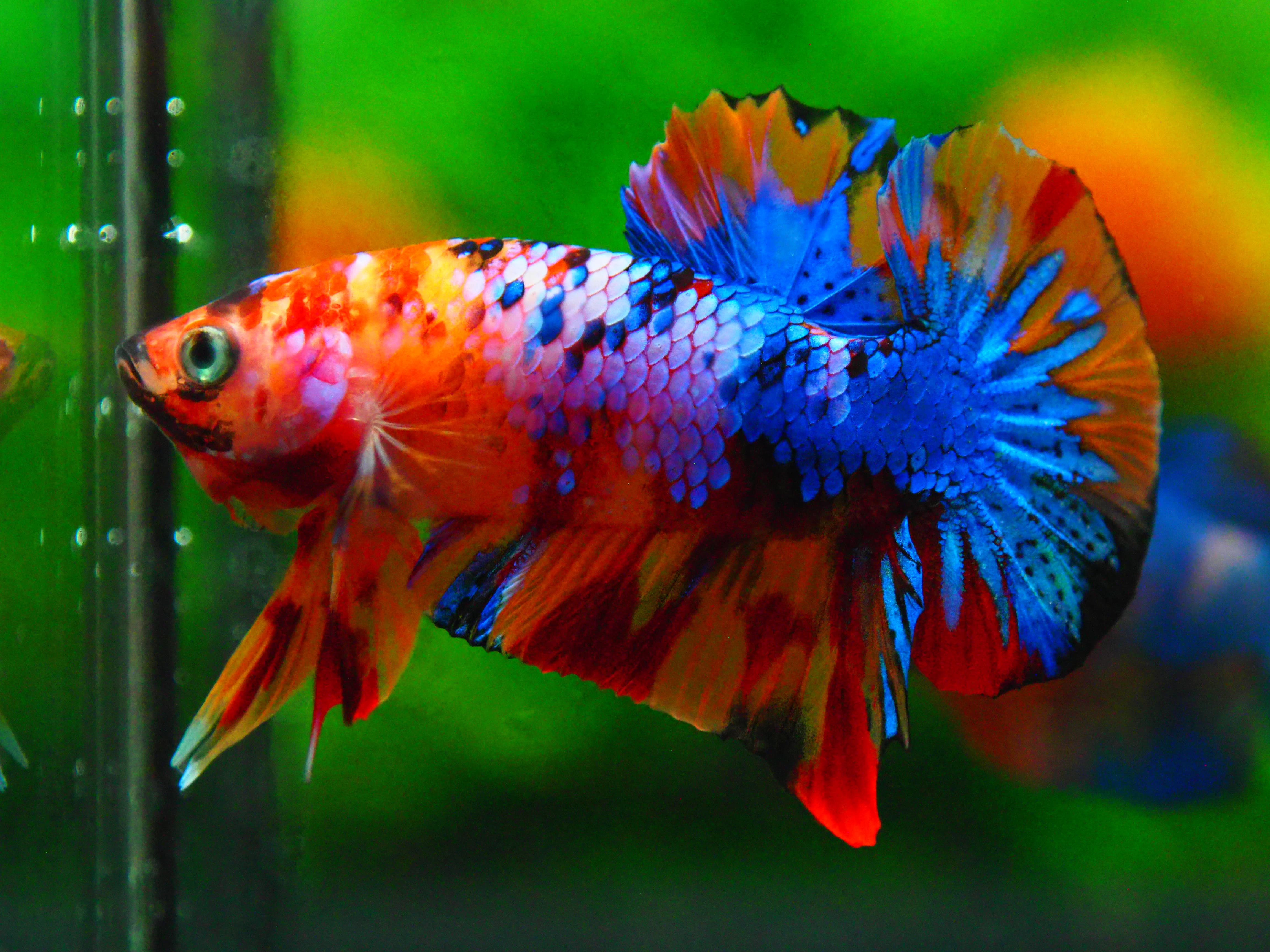 HMPK NEMO GALAXY MALE GRADE A +++