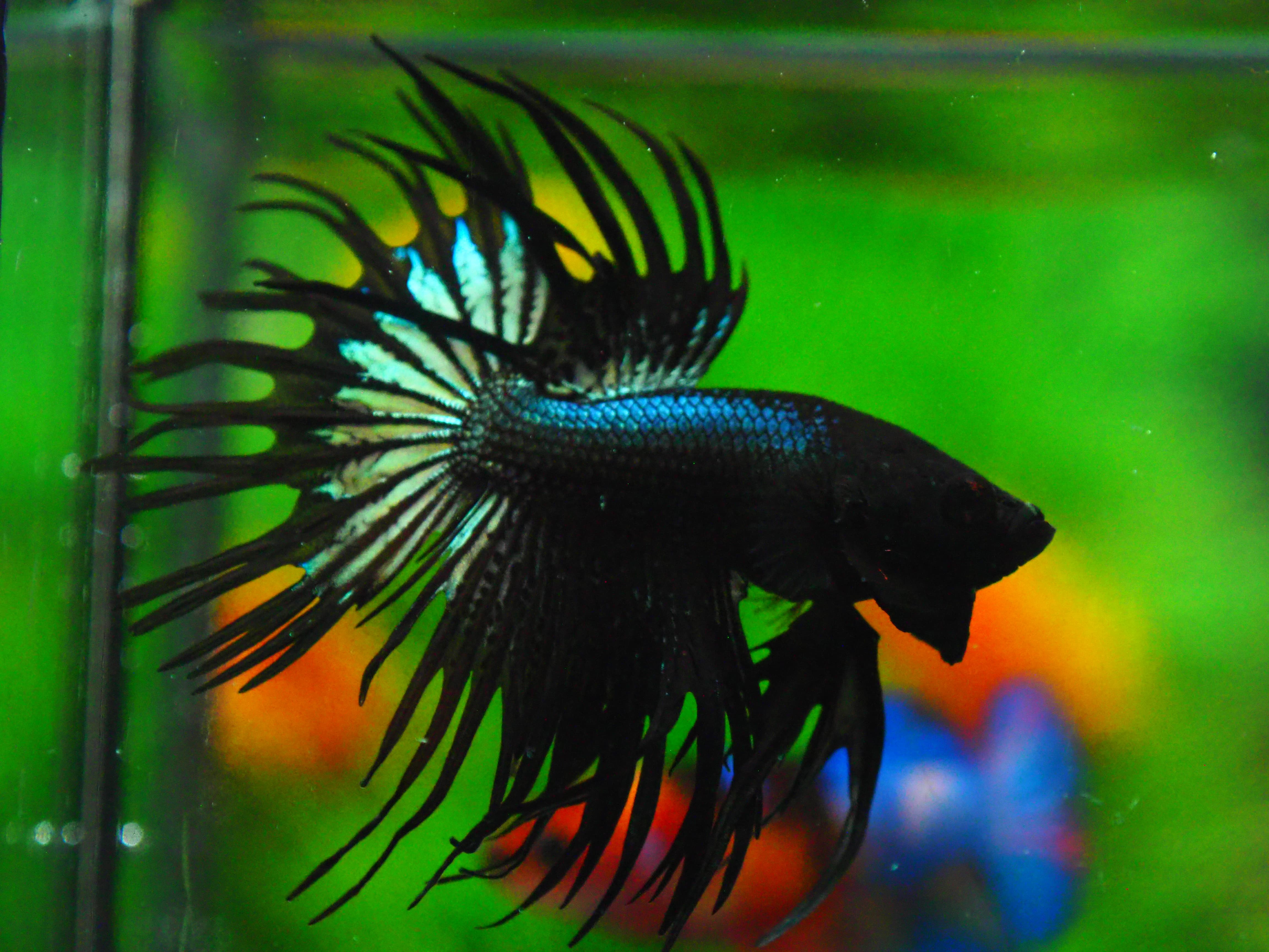 CT BLACK MALE GRADE A +++