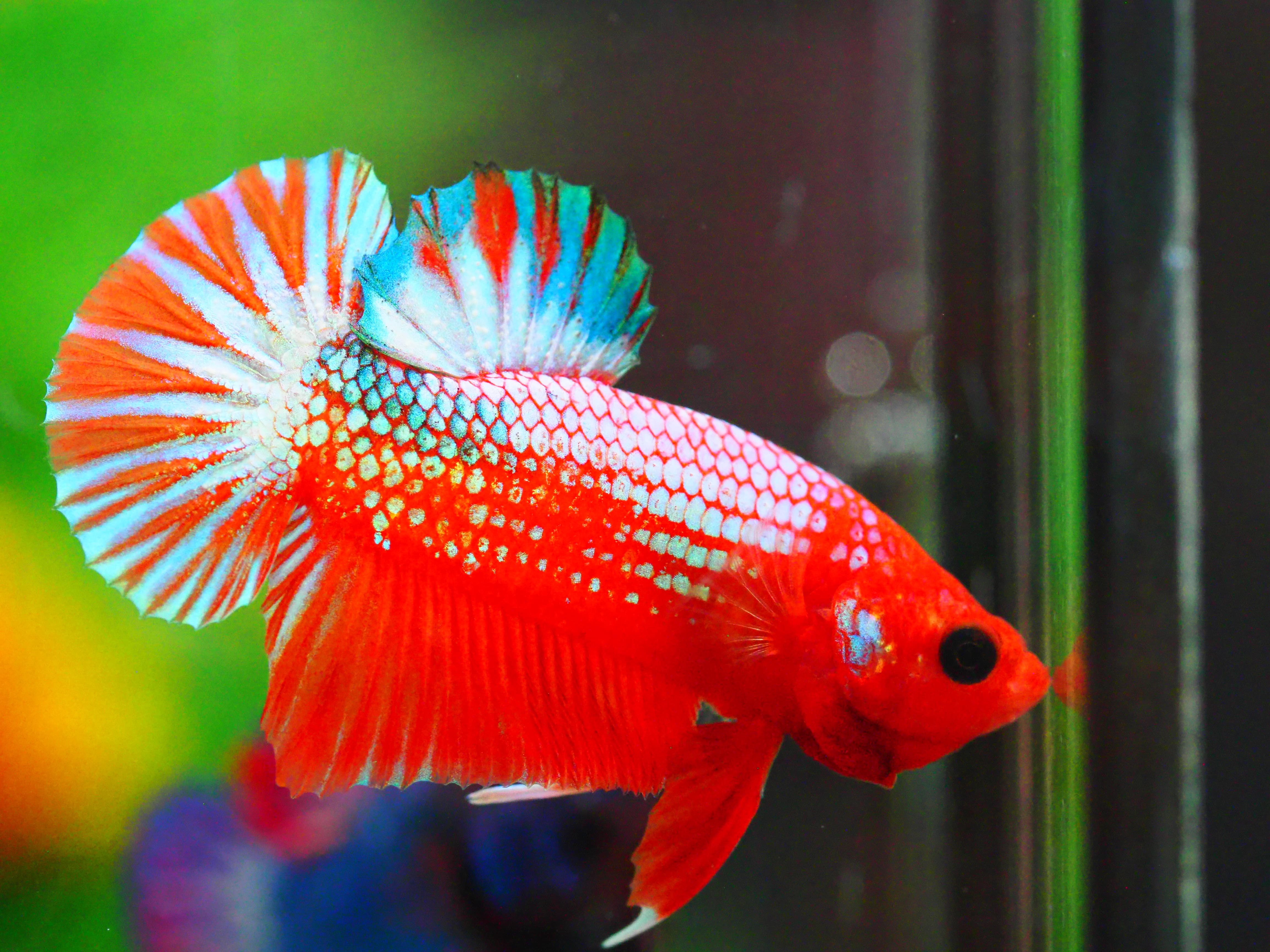 HMPK FANCY MALE GRADE A +++