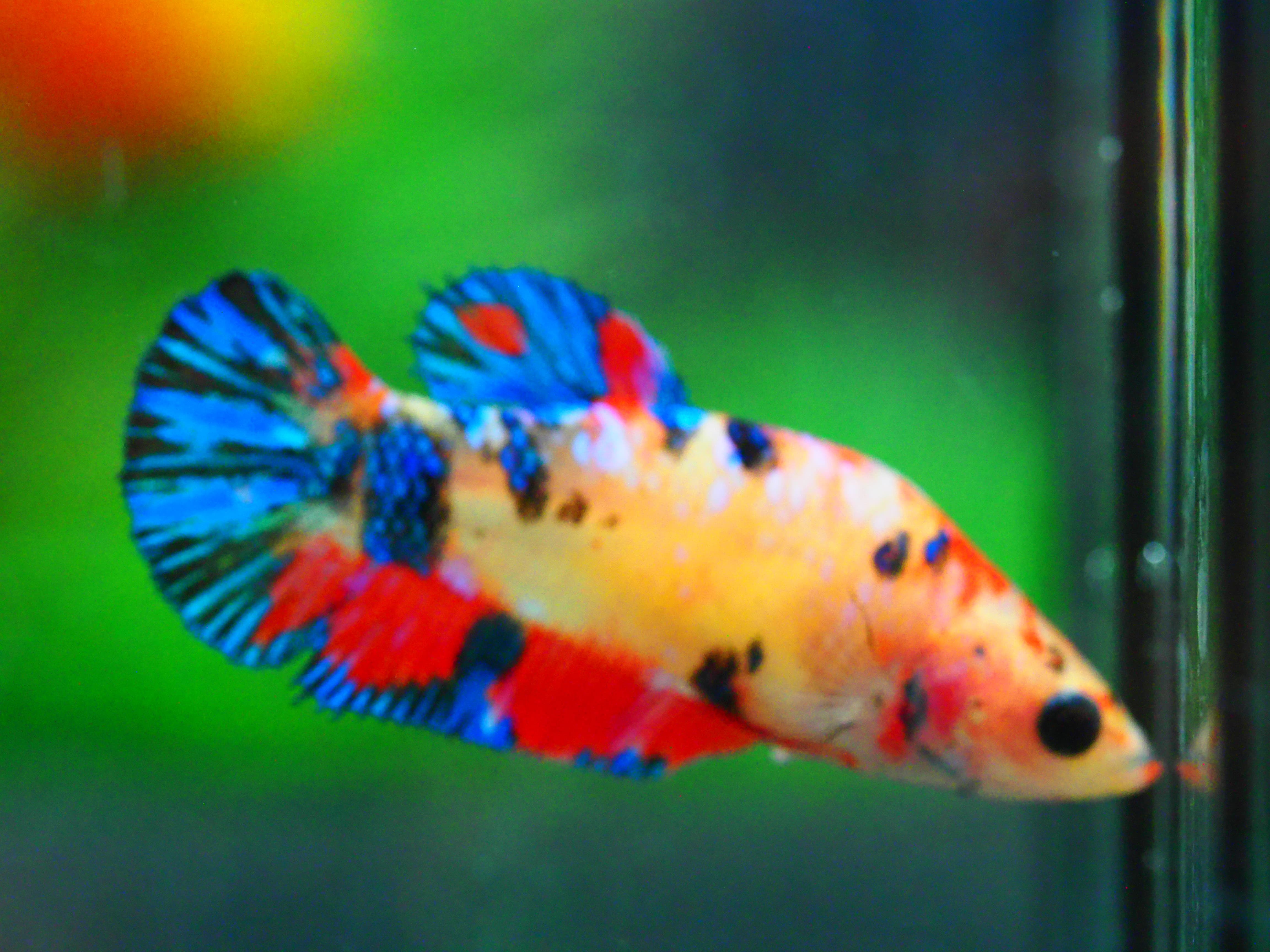 HMPK NEMO GALAXY FNMALE