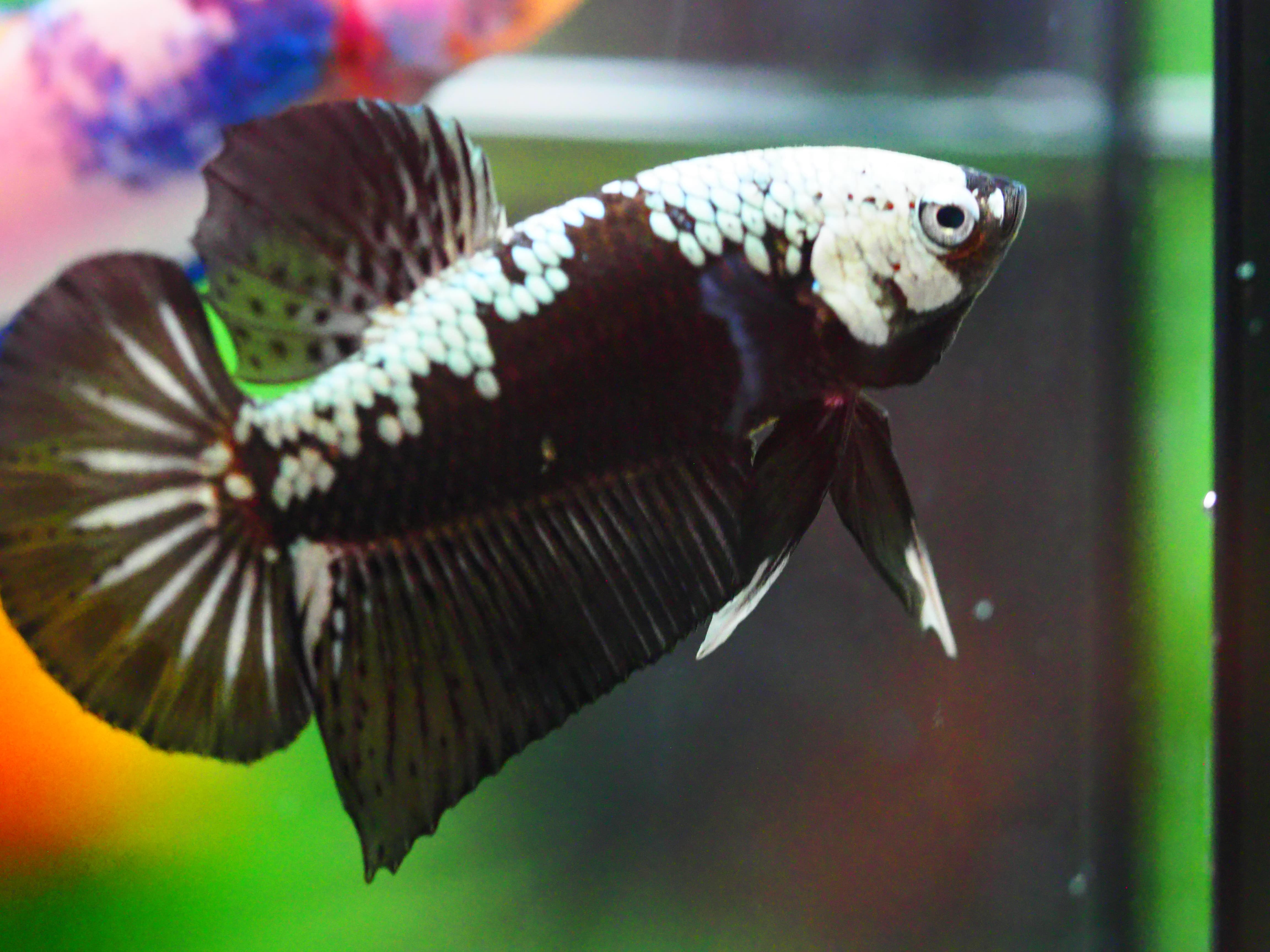 HMPK BLACK DRAGON MALE GRADE A +++