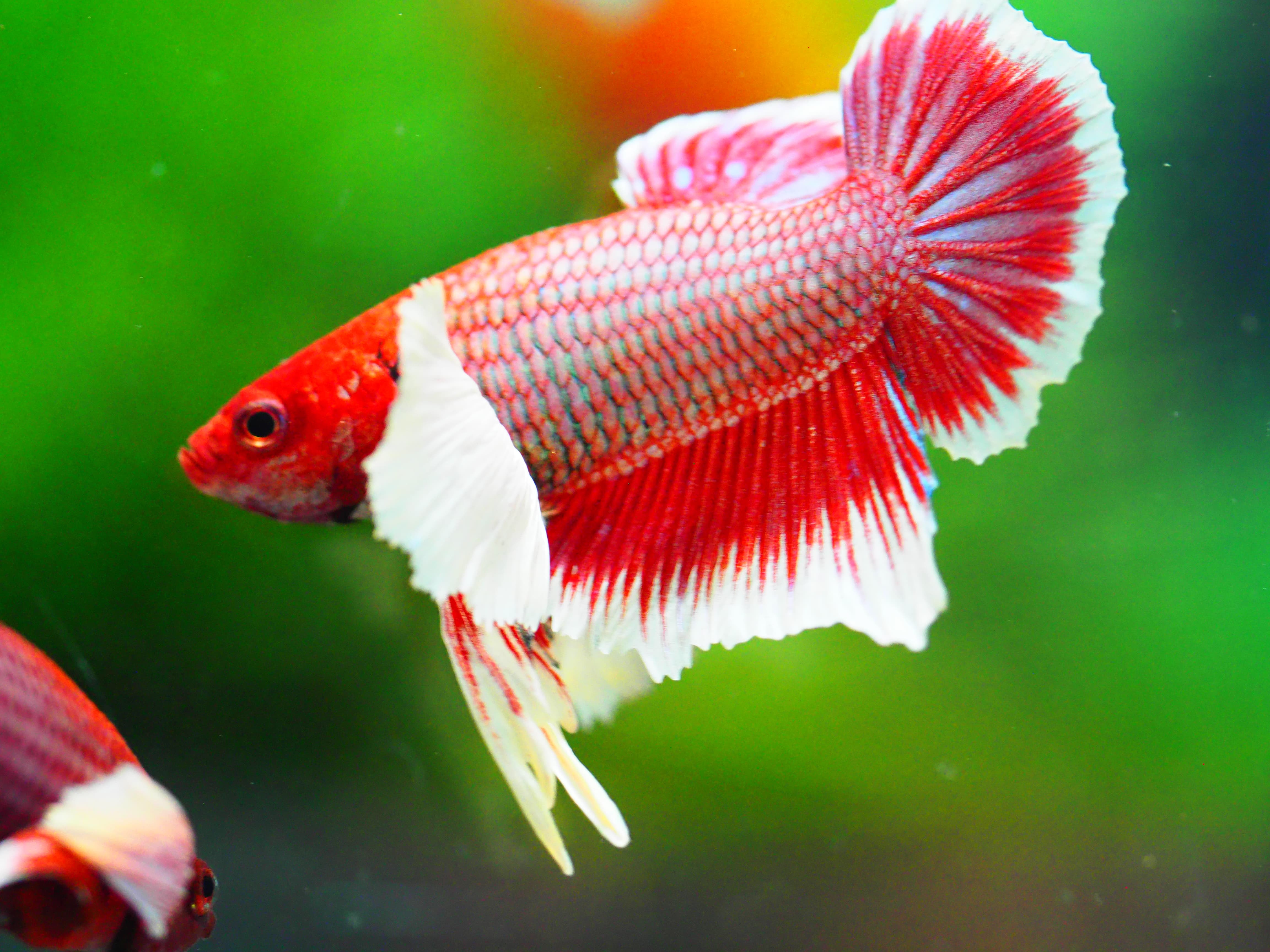 HMPK DUMBO MALE GRADE A +++