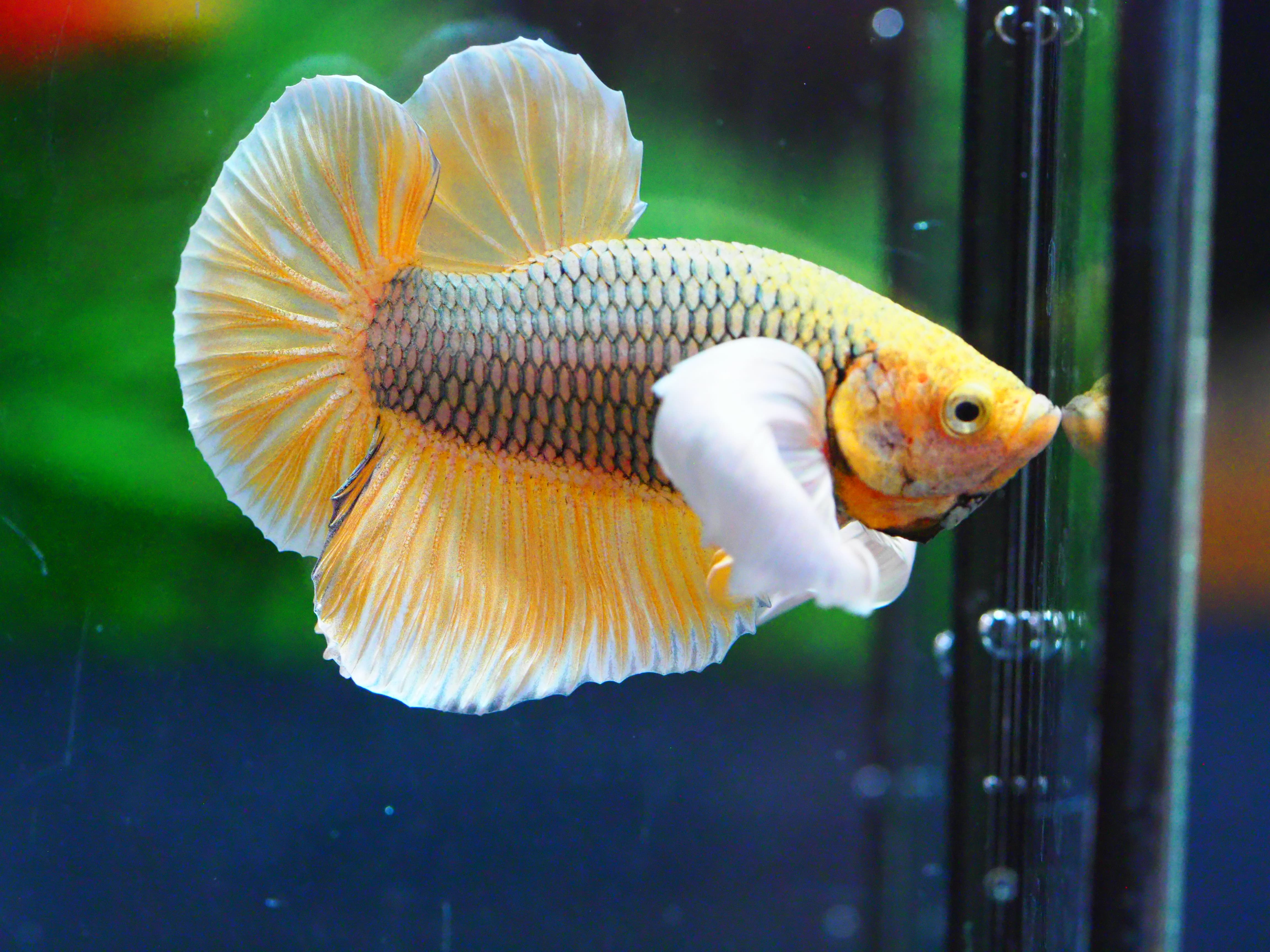 HMPK DUMBO MALE GRADE A +++