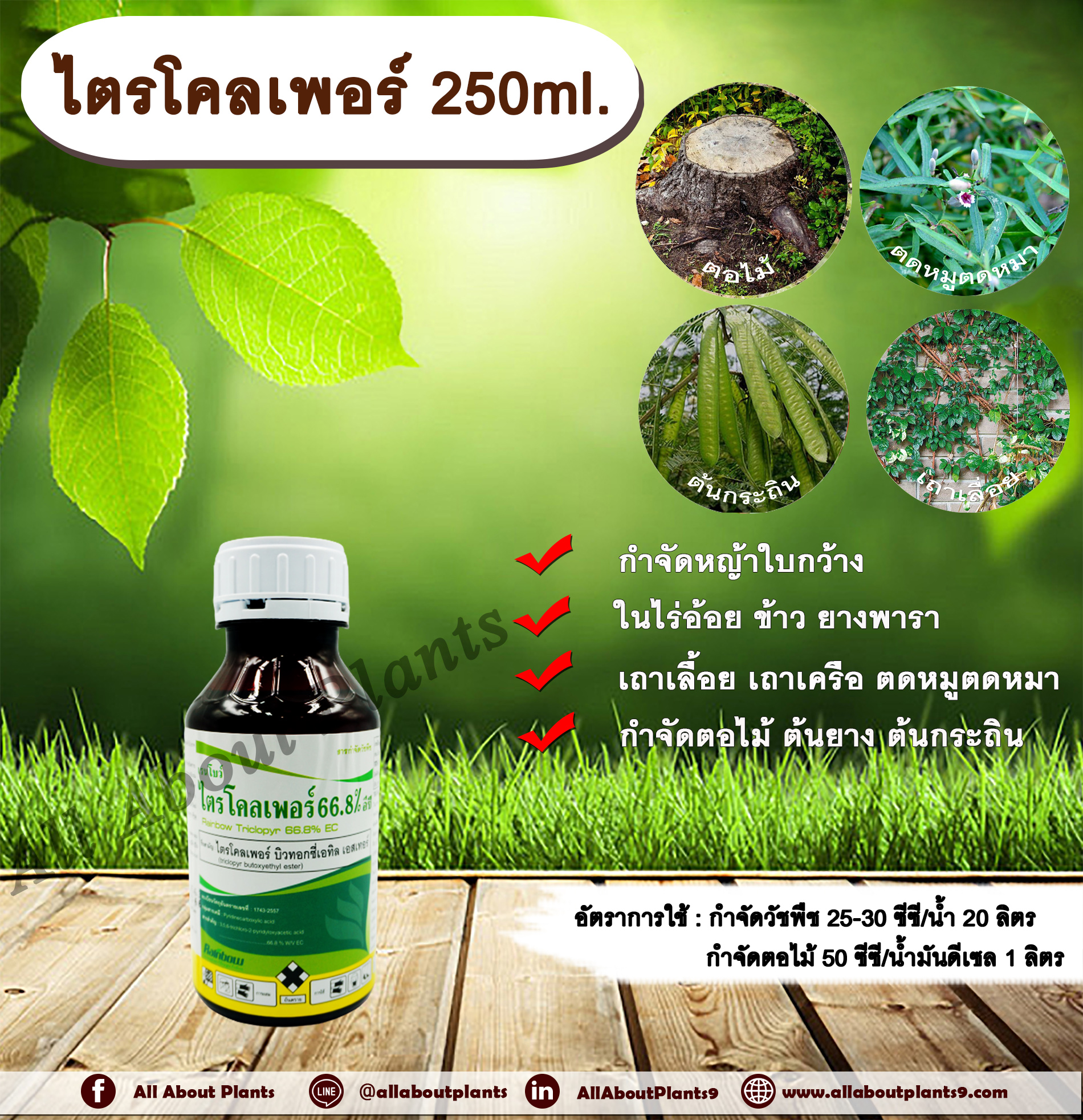 ไตรโคลเพอร์ 250ml. สารกำจัดวัชพืช สารกำจัดหญ้า หญ้าใบกว้าง เถาเลื้อย เถาเครือ ตดหมูตดหมา กำจัดตอไม้ ต้นไม้ ต้นยาง ต้นกระถิน ทาตอไม้ ทาต้นไม้ ดูดซึม allaboutplant ชิ้น