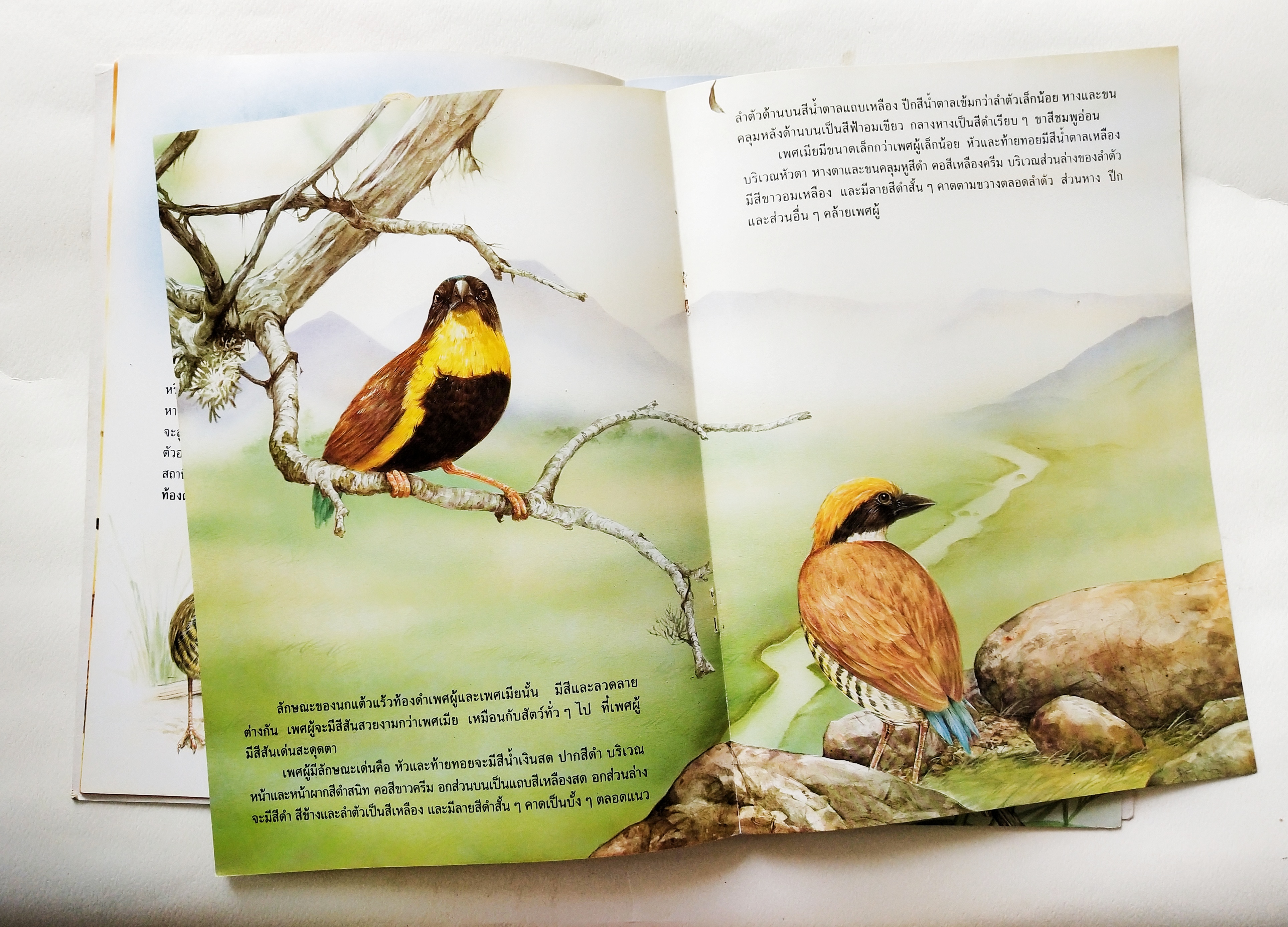 หนังสือสารคดีภาพสวย ** แม็กเย็บตัวบนชำรุด ตามภาพ,ชีวิตนกที่มีอยู่ในเมืองไทย หายากที่สุดในโลก "นกแตัวแร้วท้องดำ" สัตว์โลกที่เกือบจะสูญพันธุ์ *** มีสติ๊กเกอร์ติดด้านล่างของปก วาว เจ้าพระยา เขียนเรื่อง,นพดล อิทธิพงศ์สกุล เขียนภาพ
