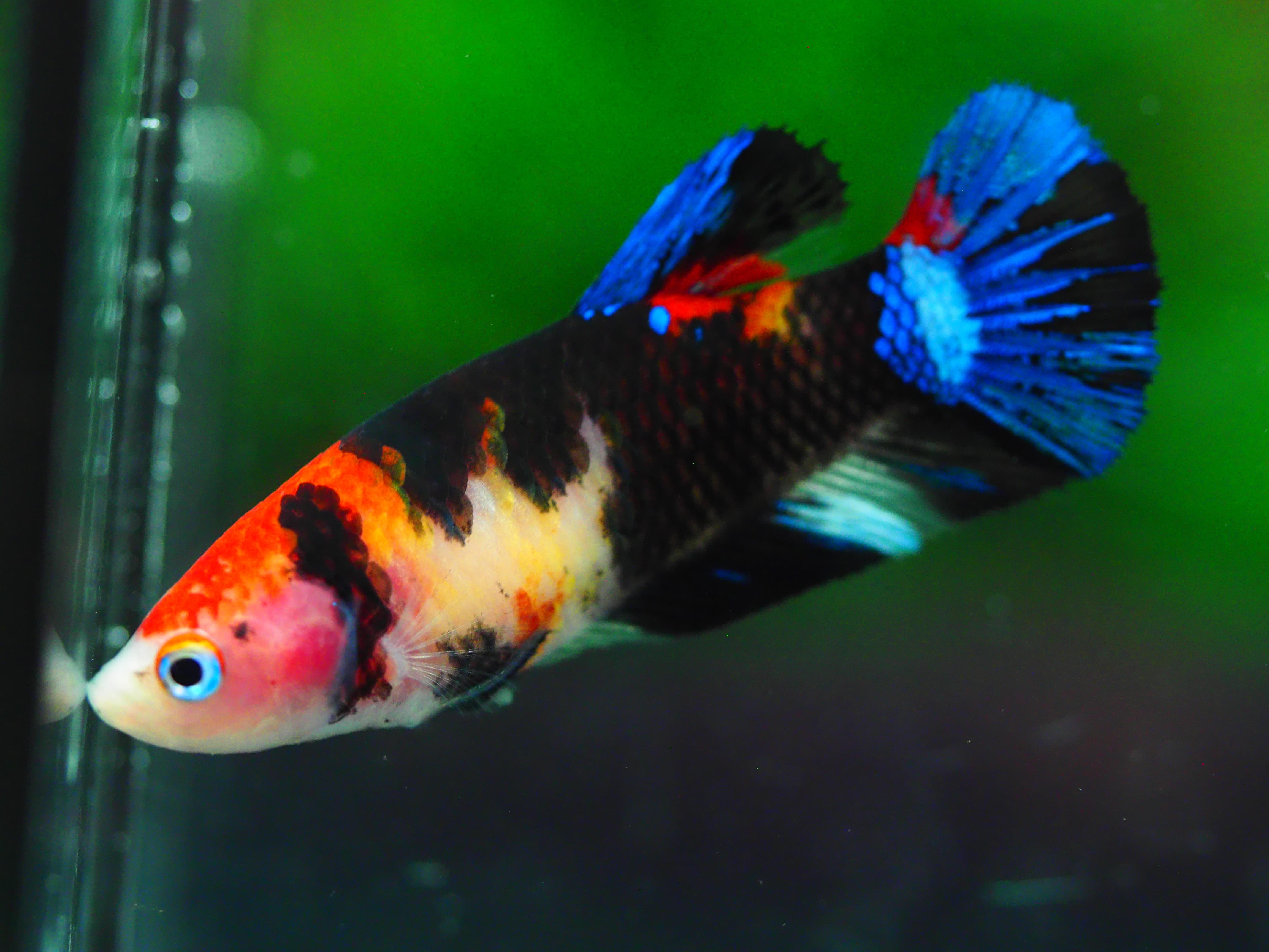 HMPK KOI GLAXY GRADE A++ FEMALE