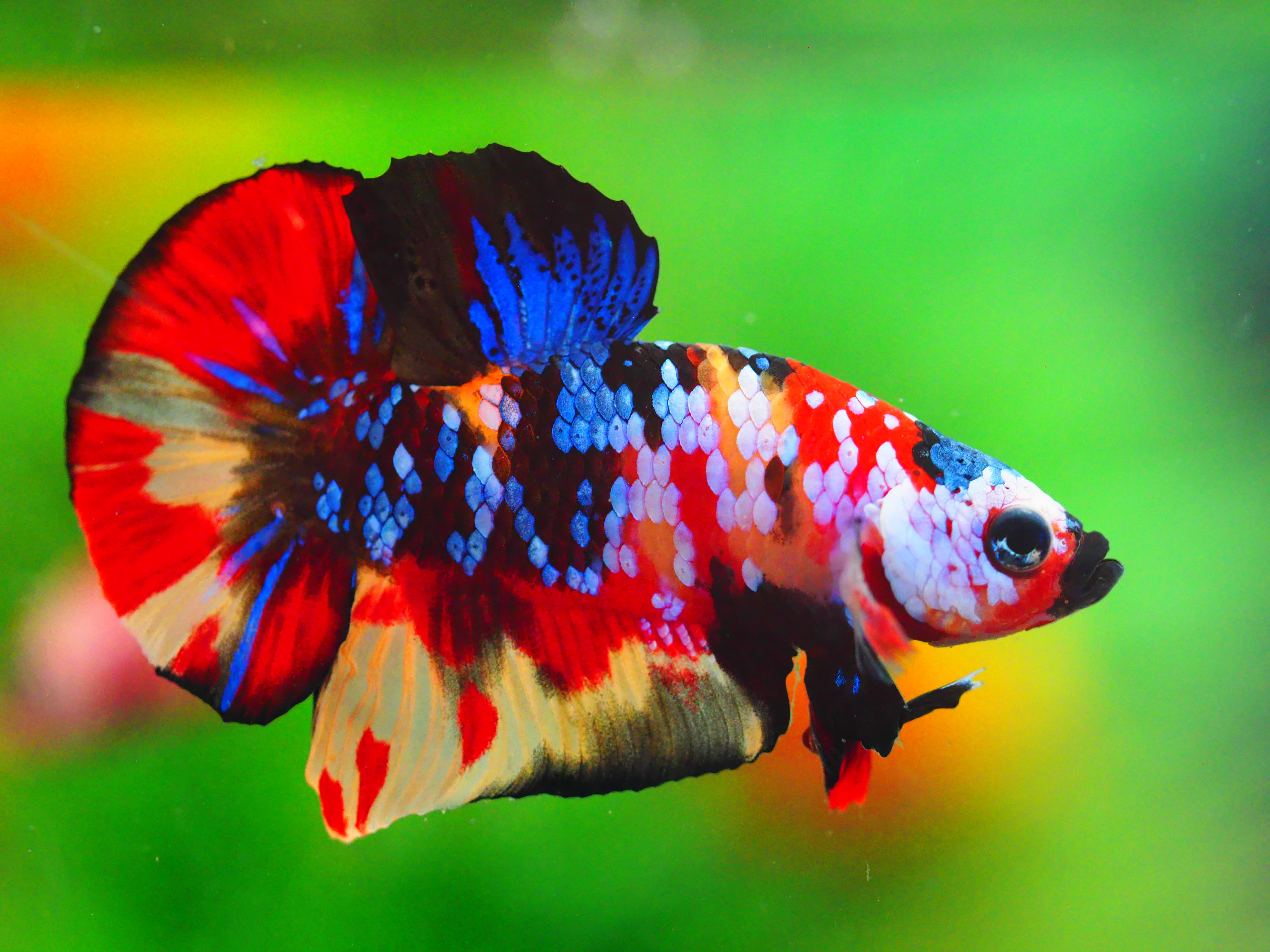 HMPK NEMO GALAXY MALE GRADE A +++