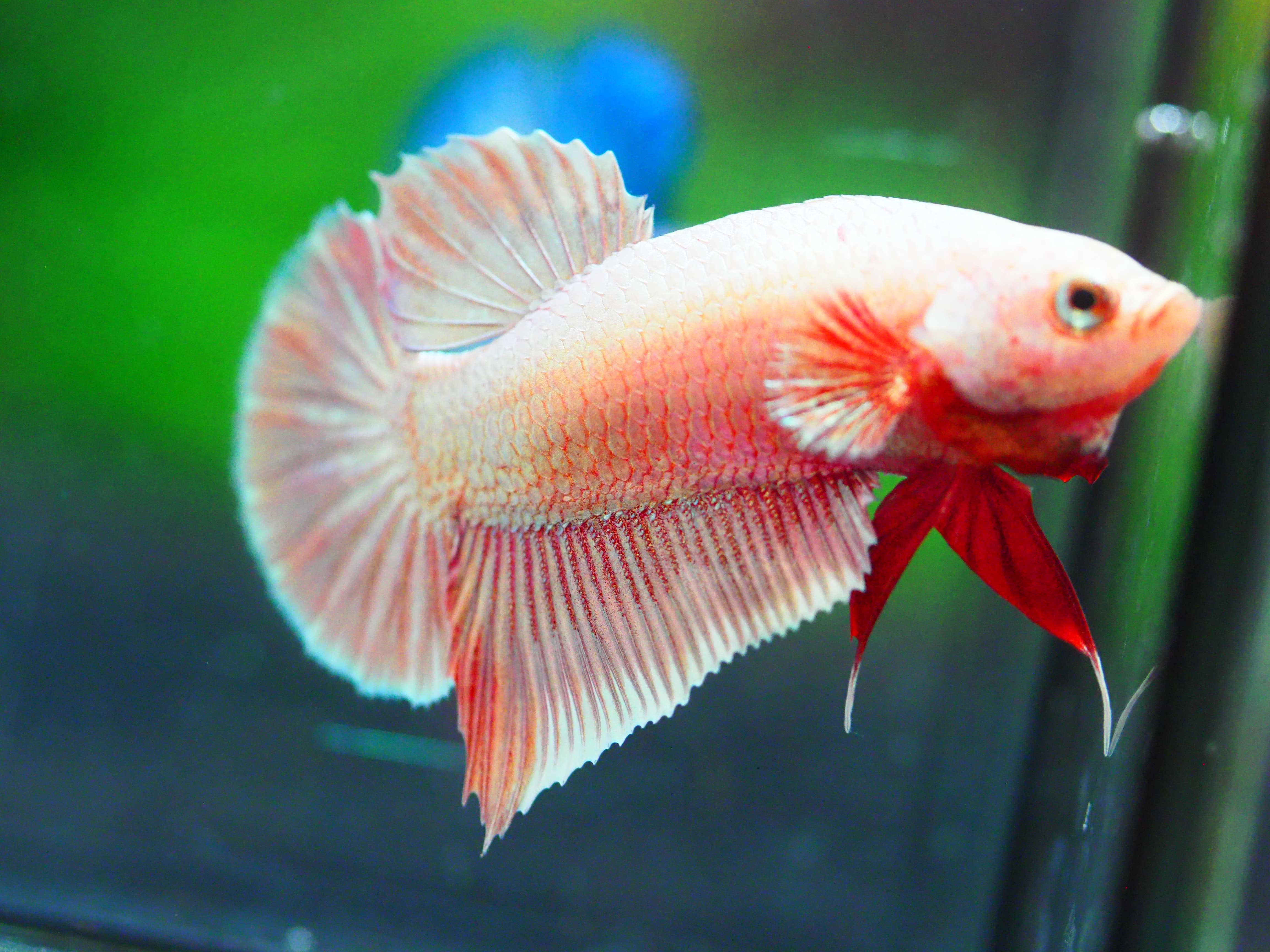 HMPK FANCY MALE GRADE A +++