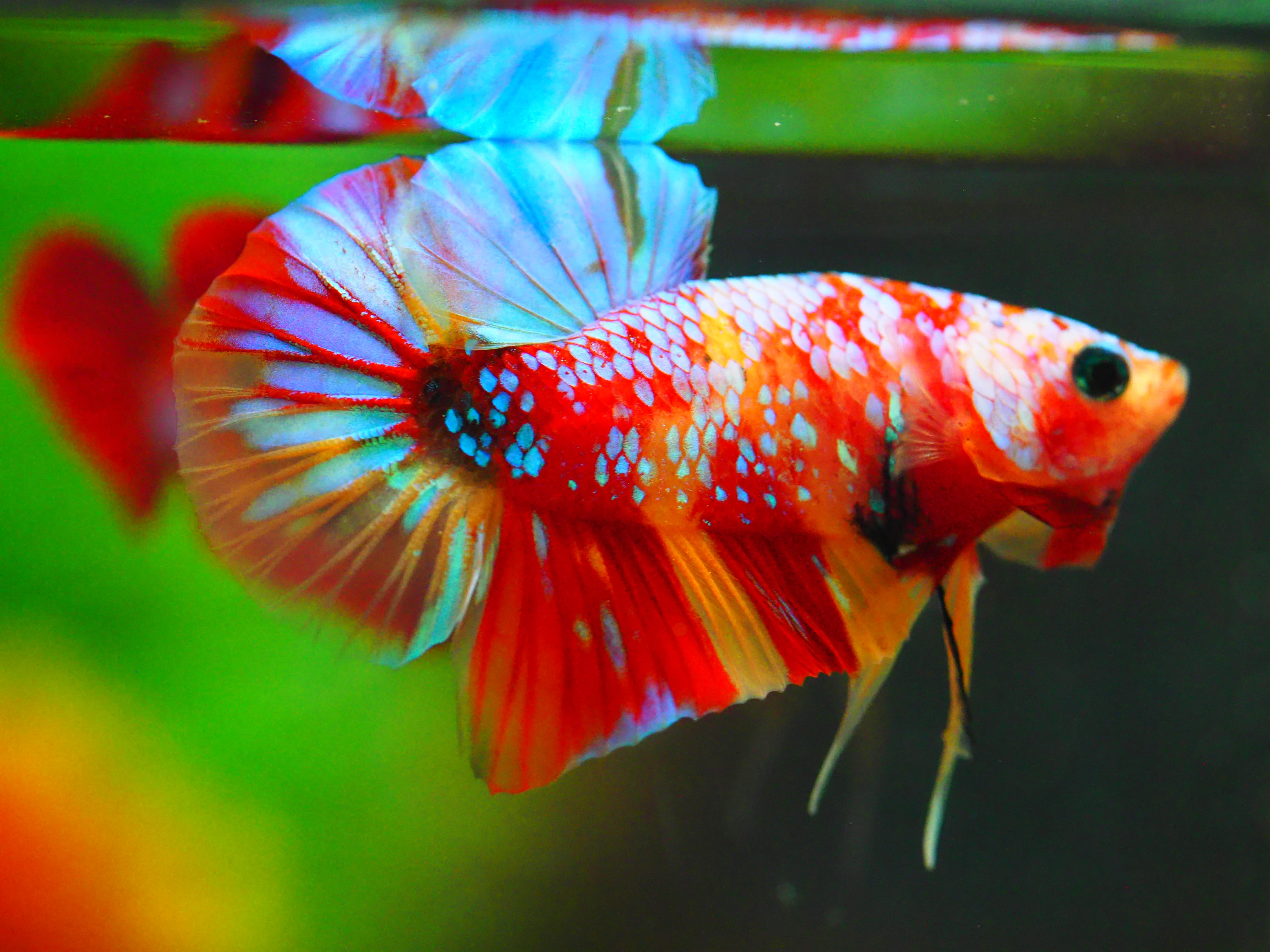 HMPK NEMO GALAXY MALE GRADE A +++