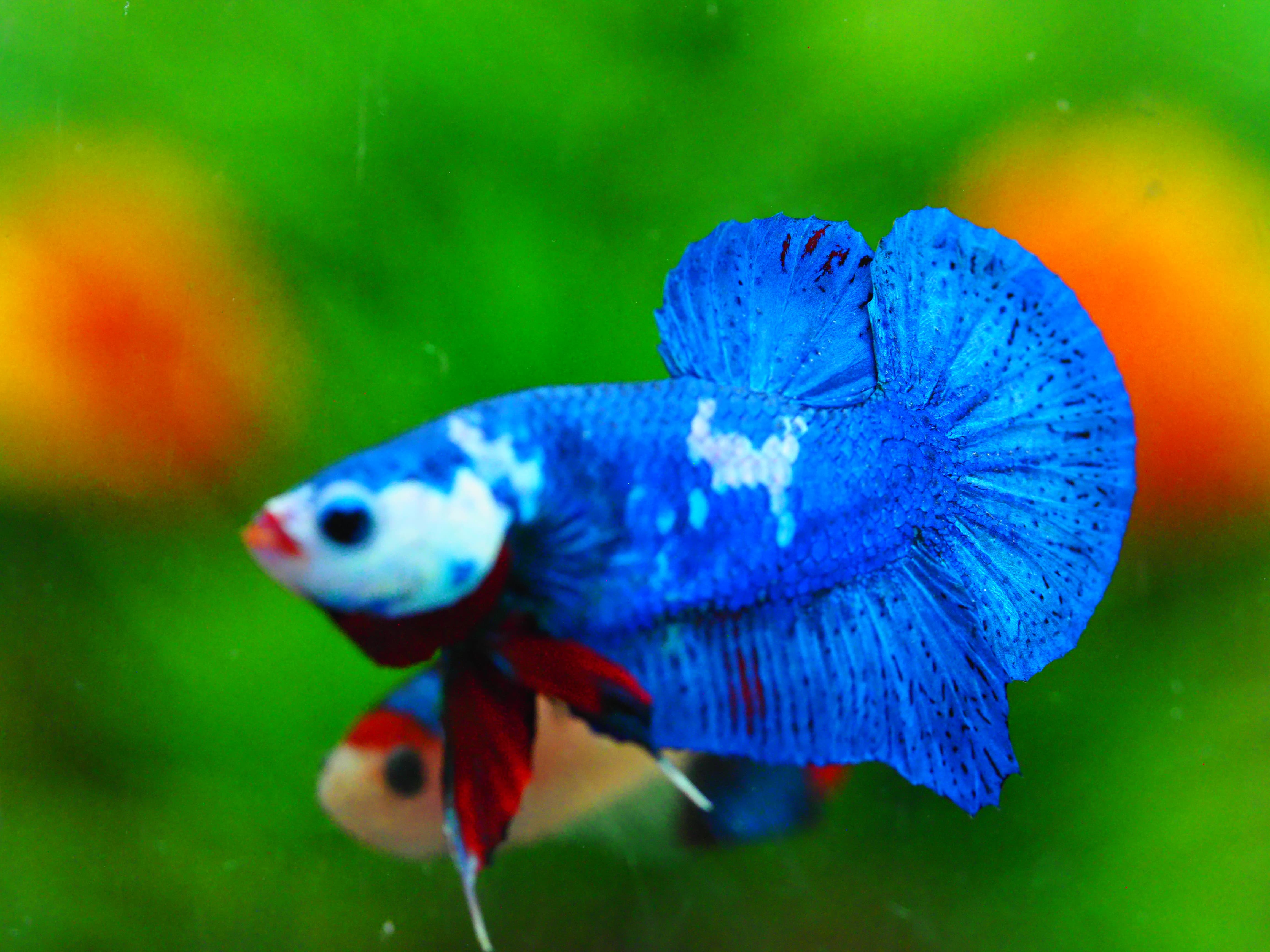 HMPK KOI GALAXY MALE GRADE A +++