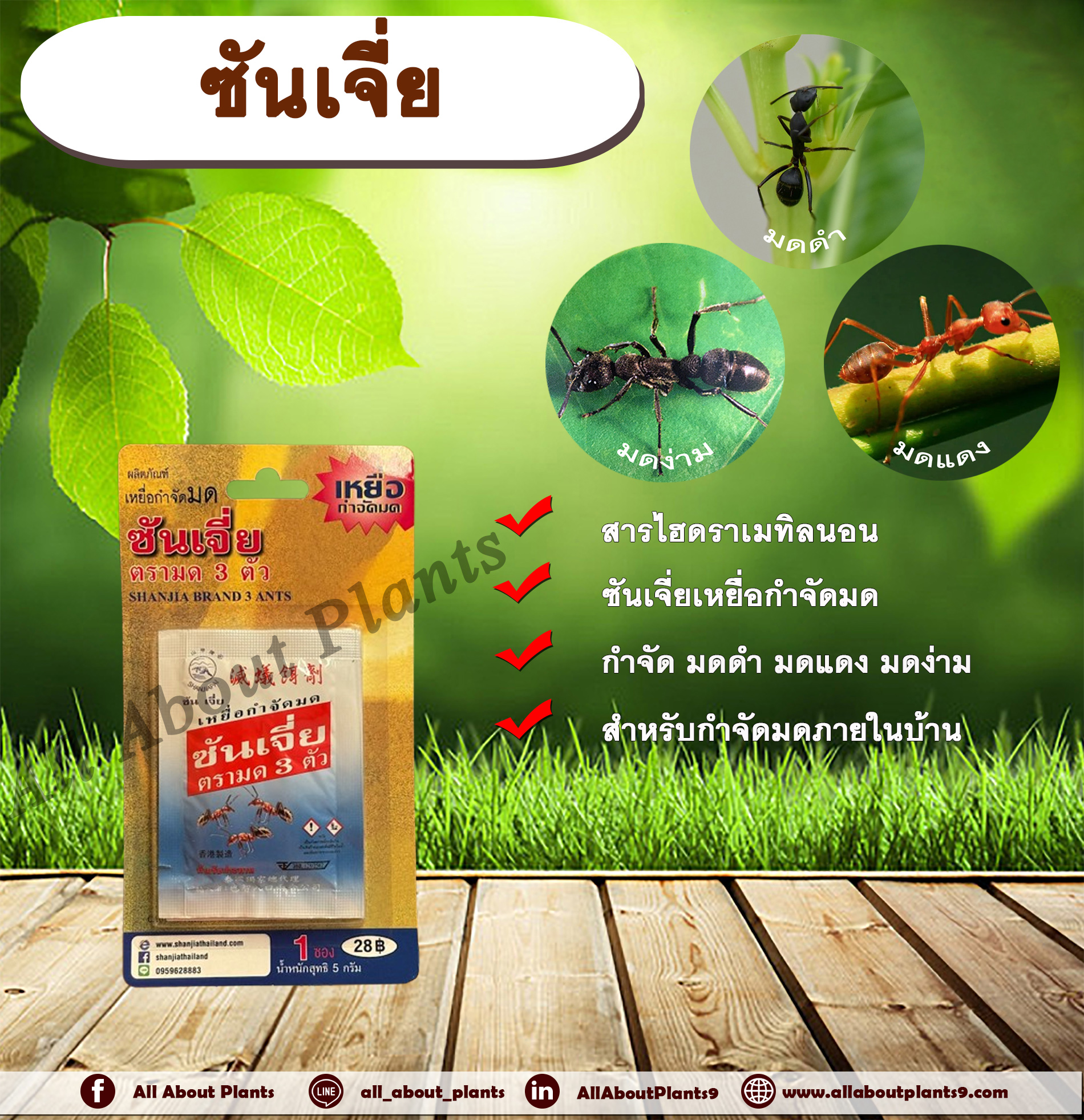 ซันเจี่ย ตรามด 3 ตัว สารกำจัดแมลง สารกำจัดมด โรยมด เหยื่อกำจัดมด มดดำ มดแดง มดสามง่าม allaboutplants ชิ้น