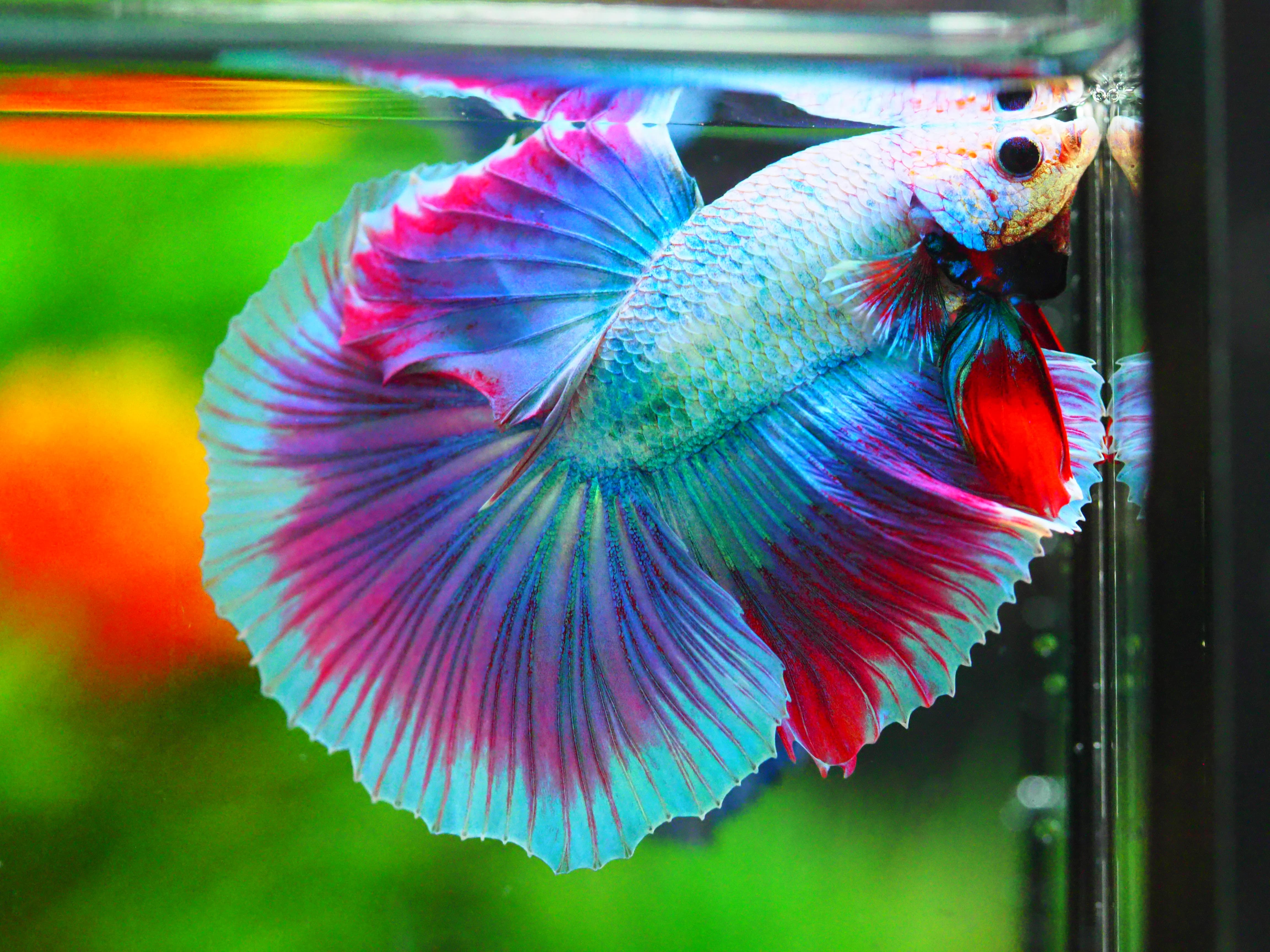 HM FANCY MALE GRADE A +++