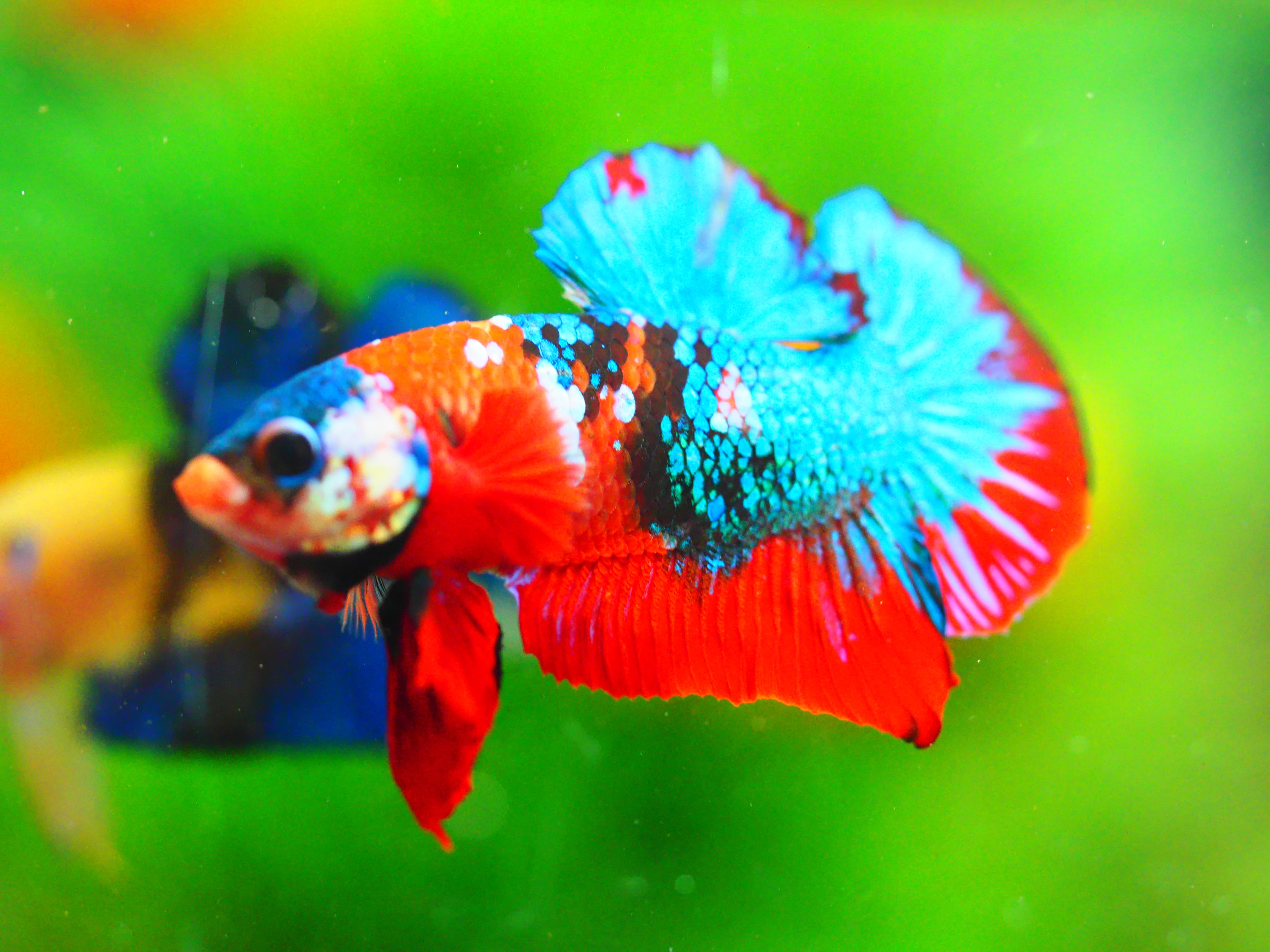 HMPK KOI GALAXY MALE GRADE A +++