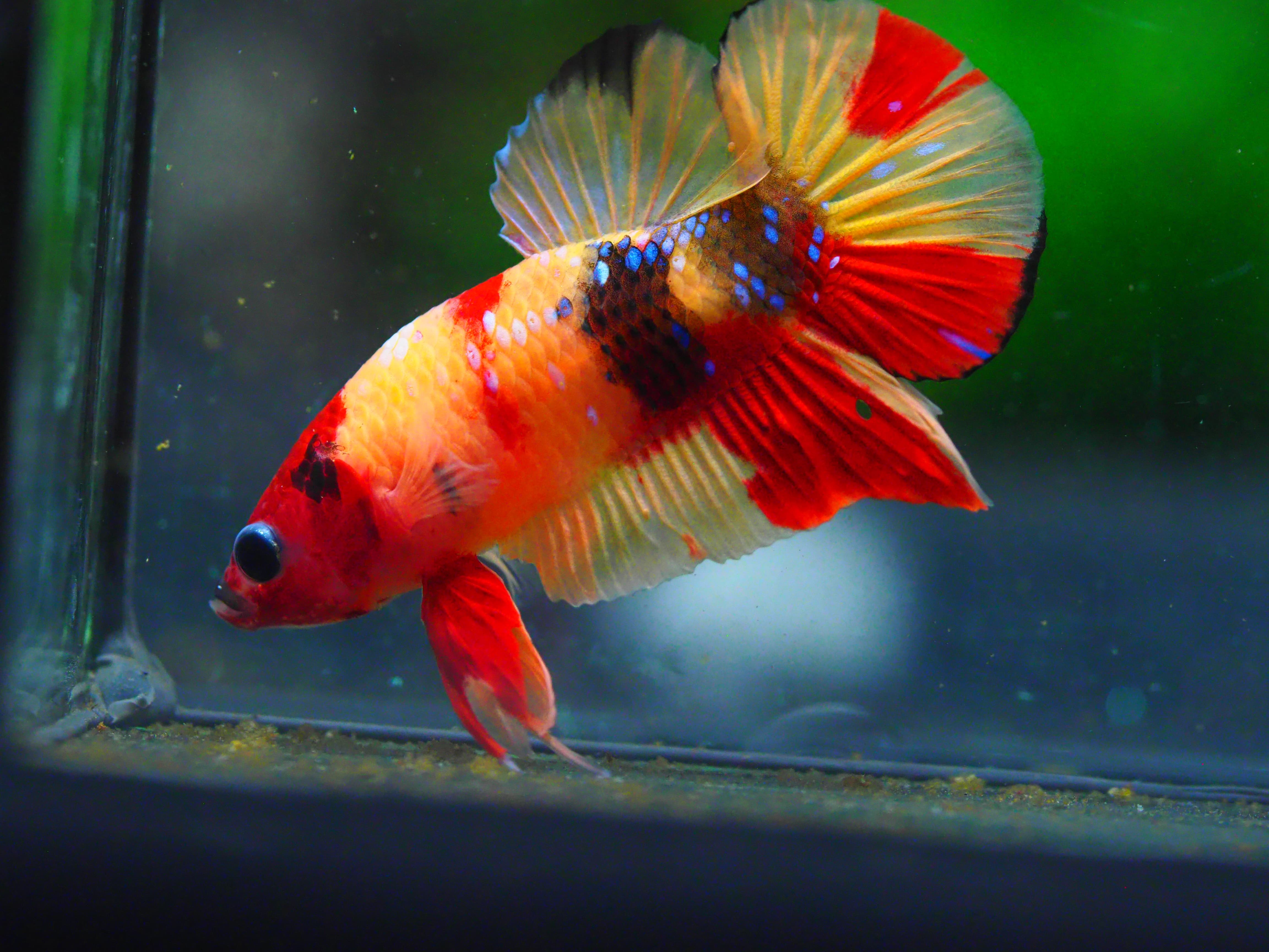 HMPK NEMO MALE GRADE A +++