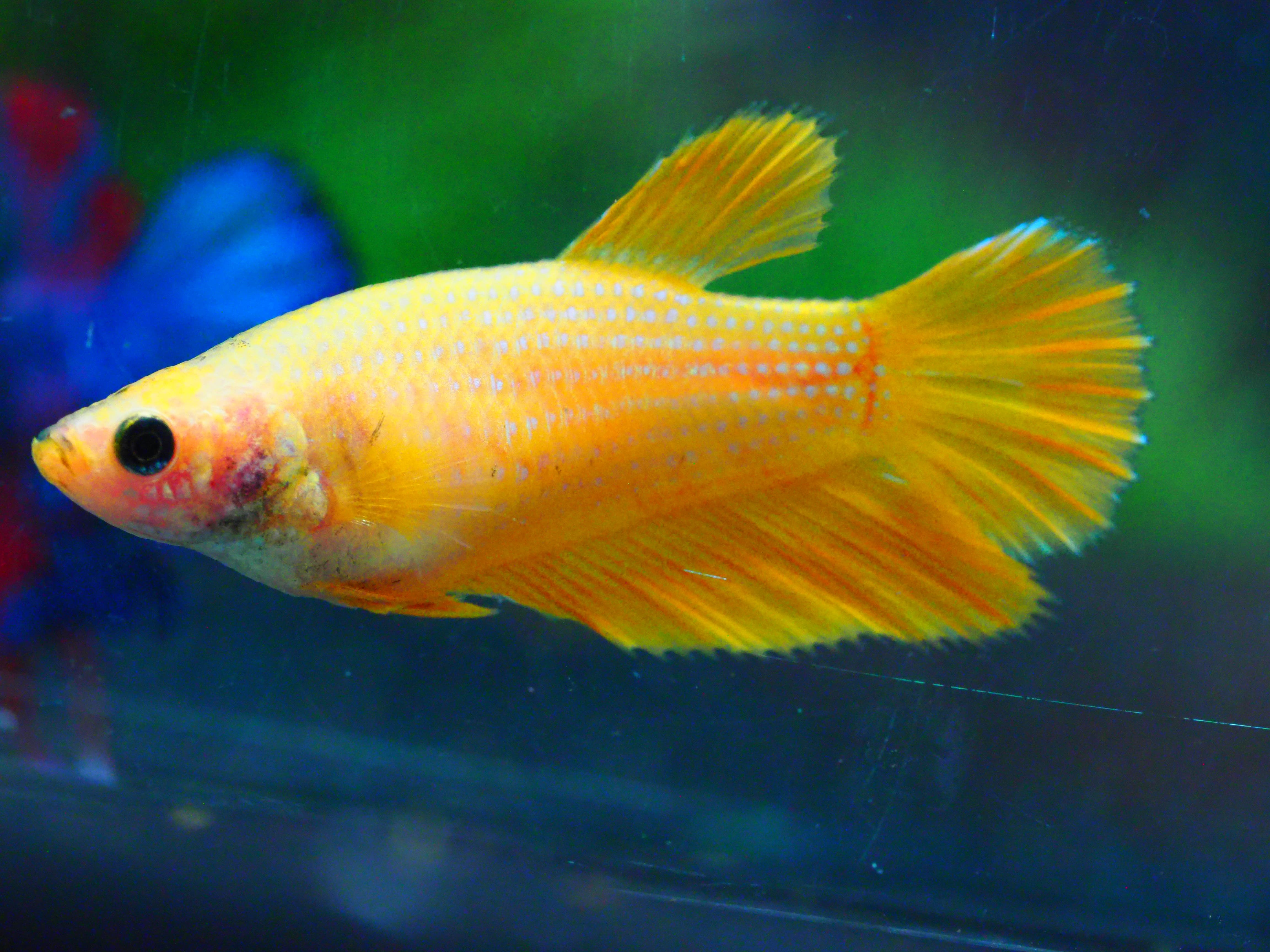 HM YELLOW FNMALE GRADE A +++