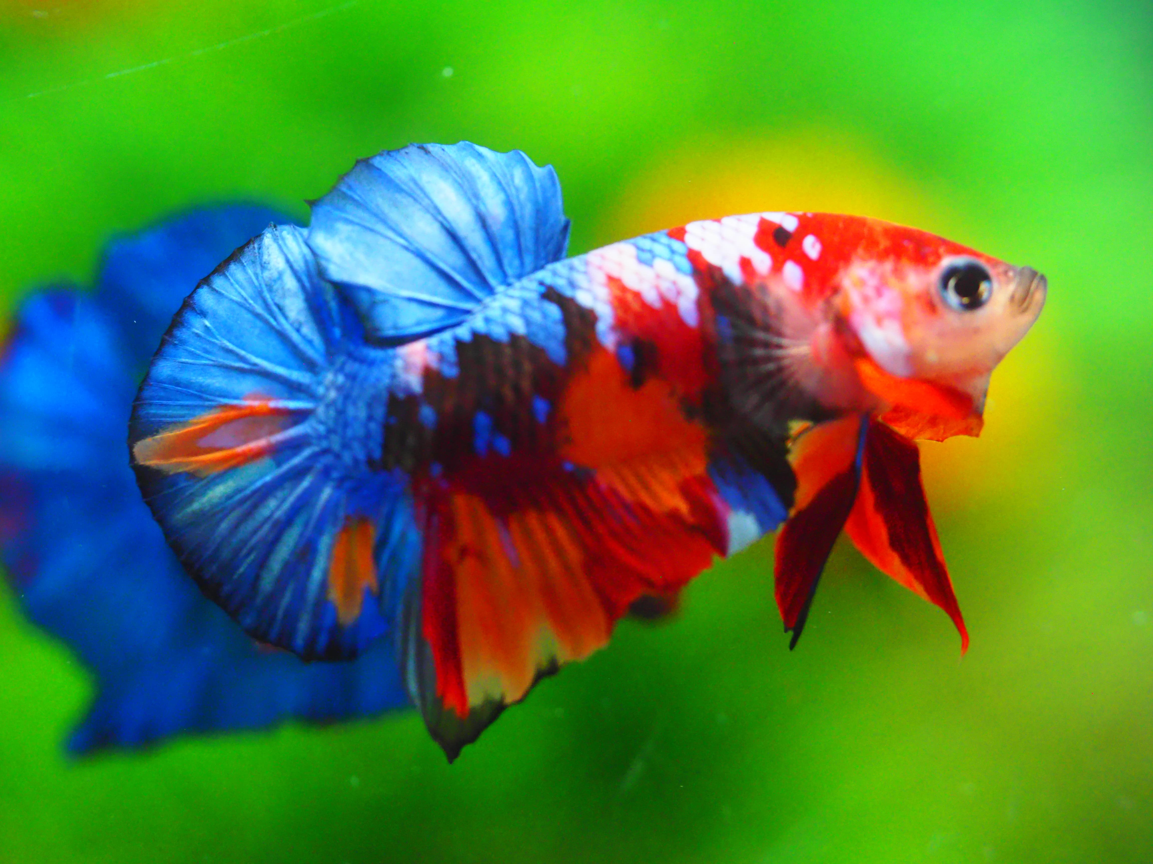 HMPK KOI GALAXY MALE GRADE A +++