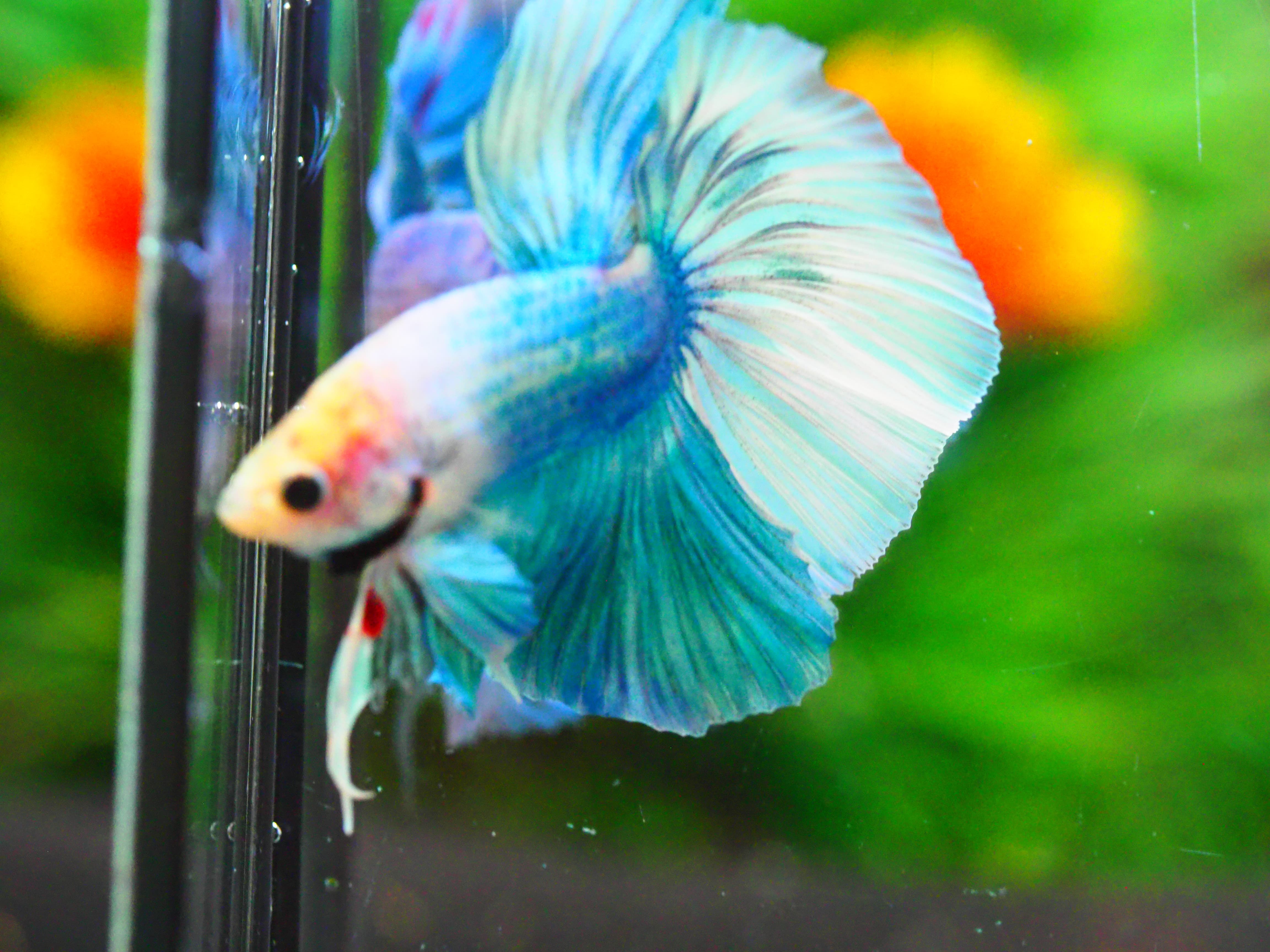 HM FANCY MALE GRADE A +++