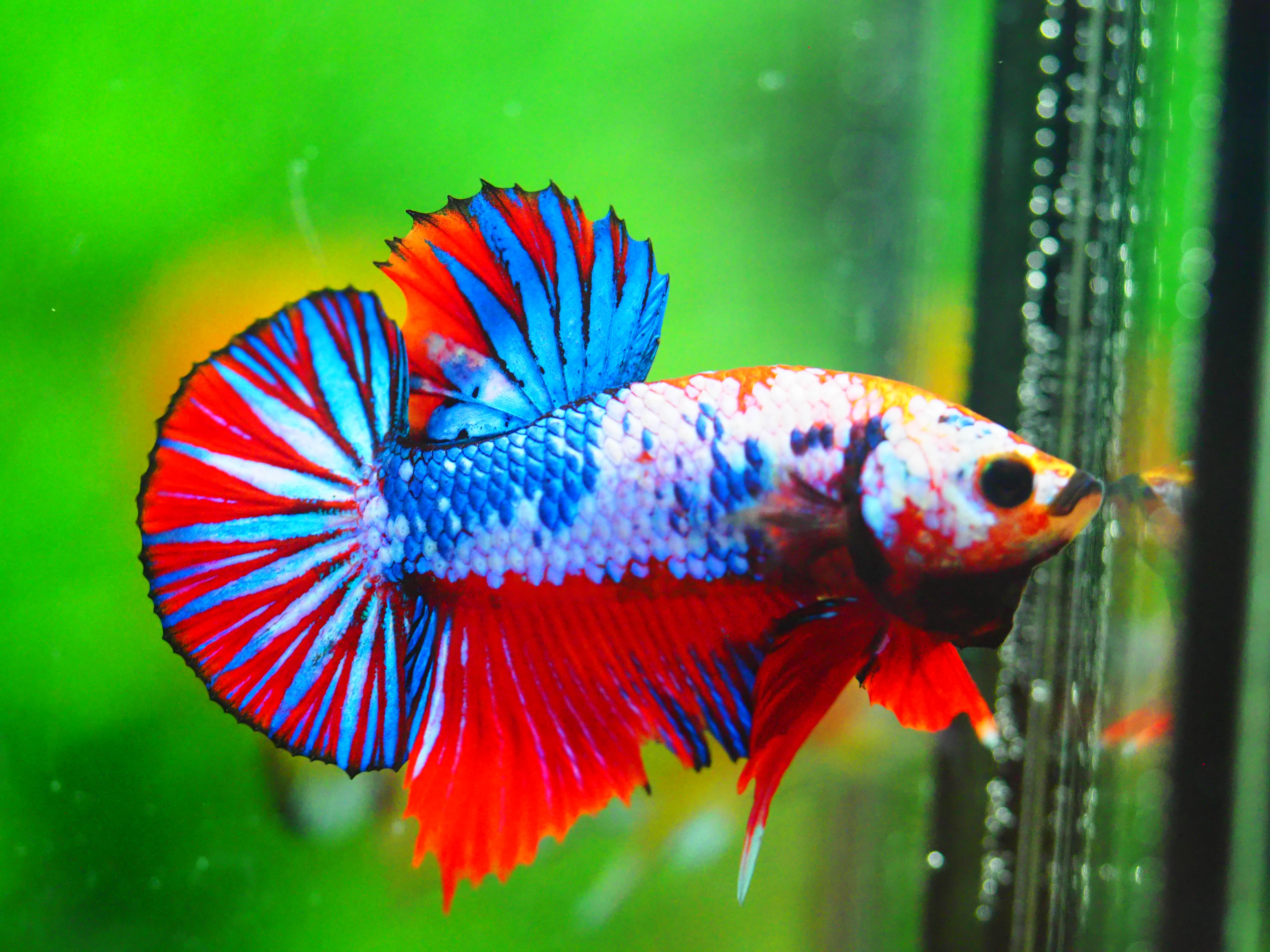 HMPK FANCY MALE GRADE A +++