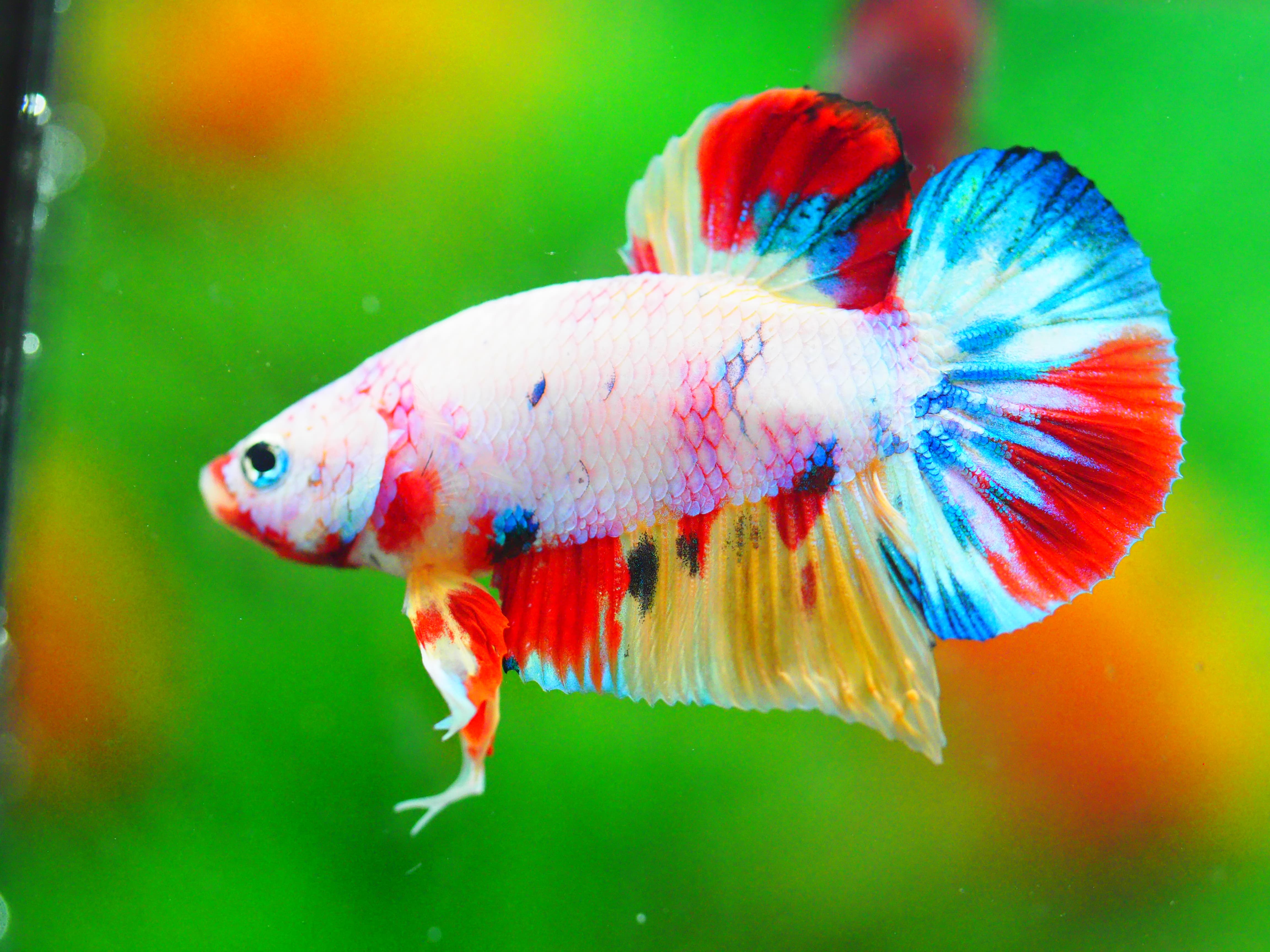 HMPK KOI FANCY MALE GRADE A +++