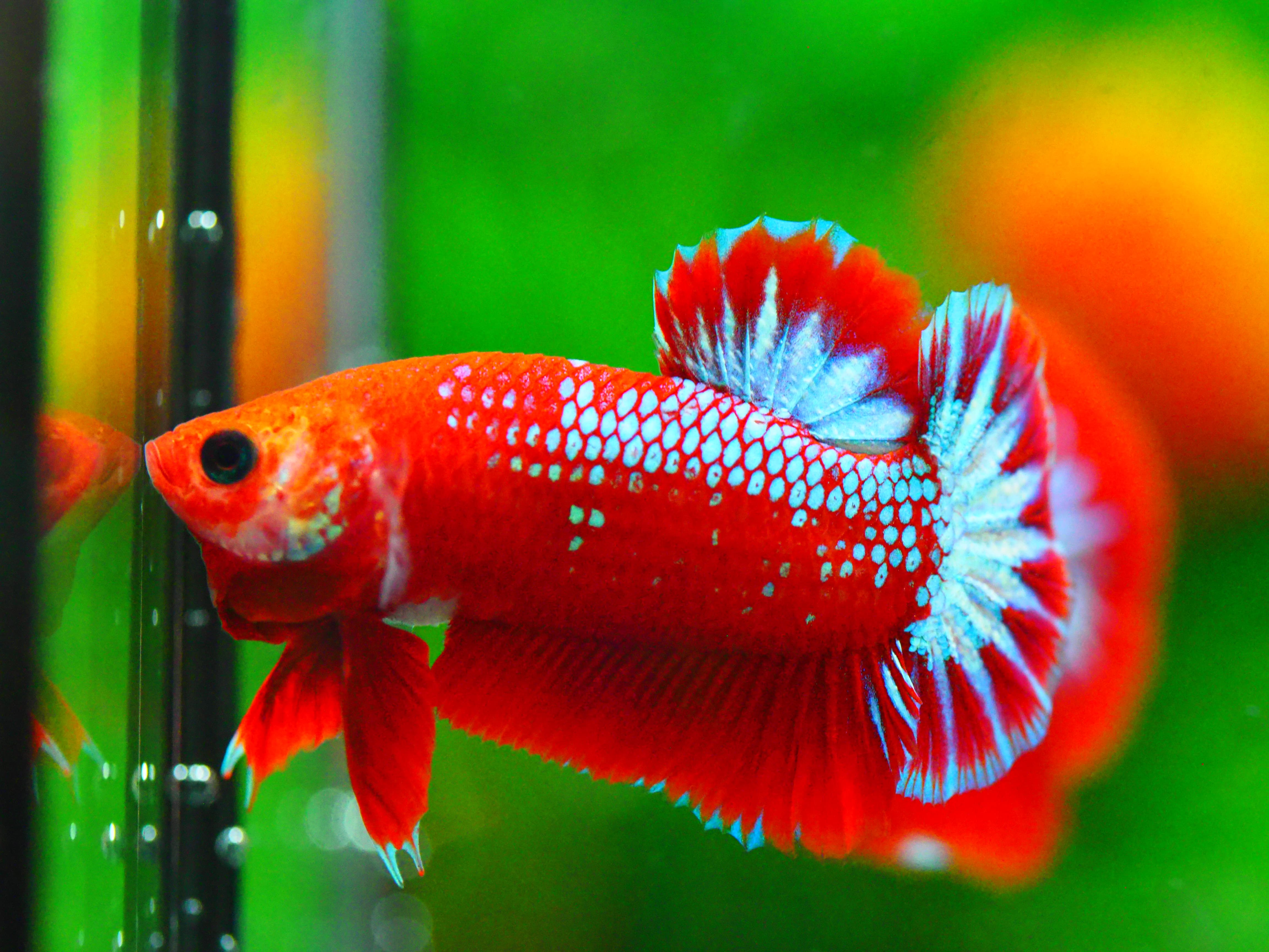 HMPK FANCY MALE GRADE A +++