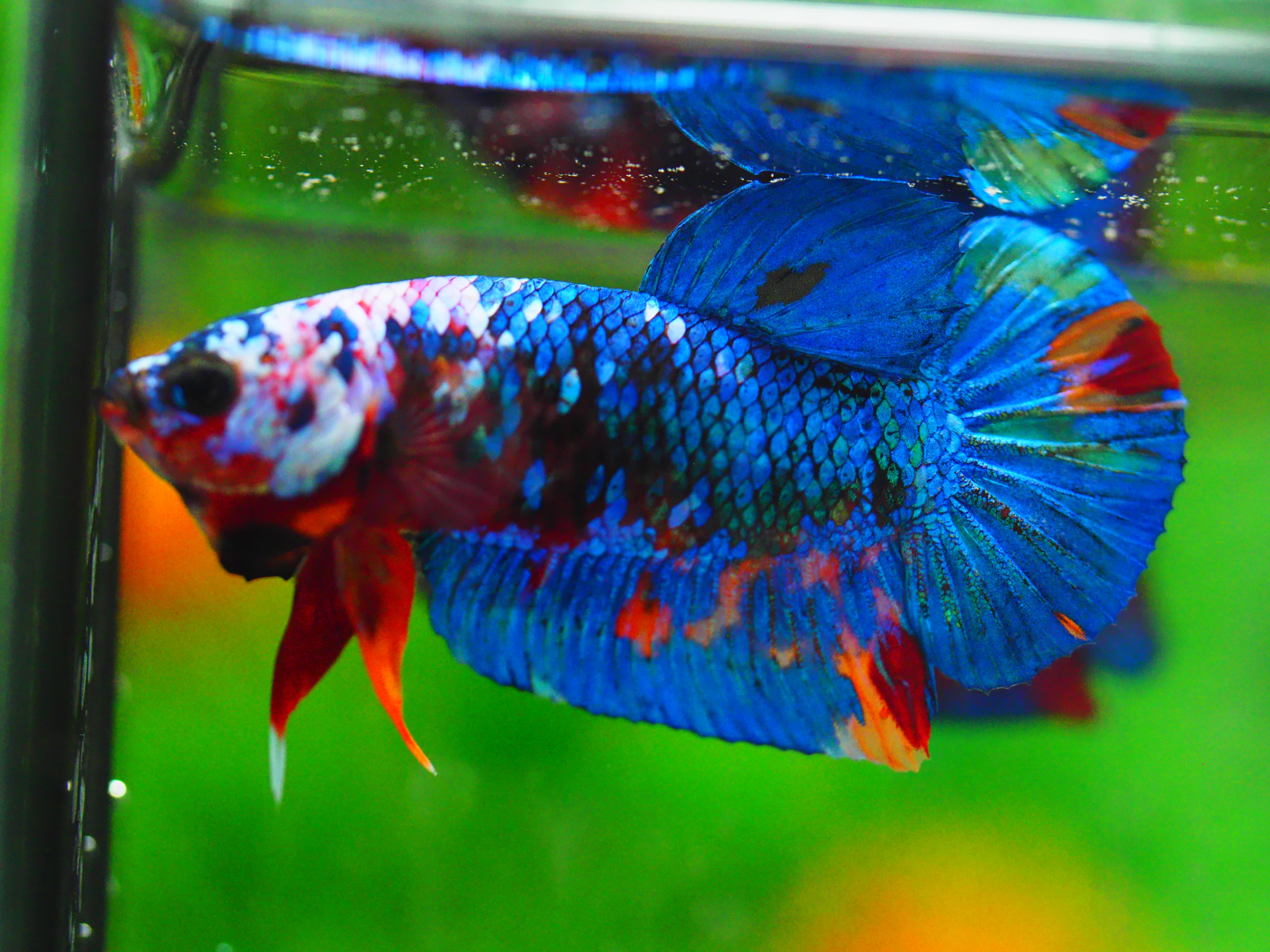 HMPK KOI GALAXY MALE GRADE A +++