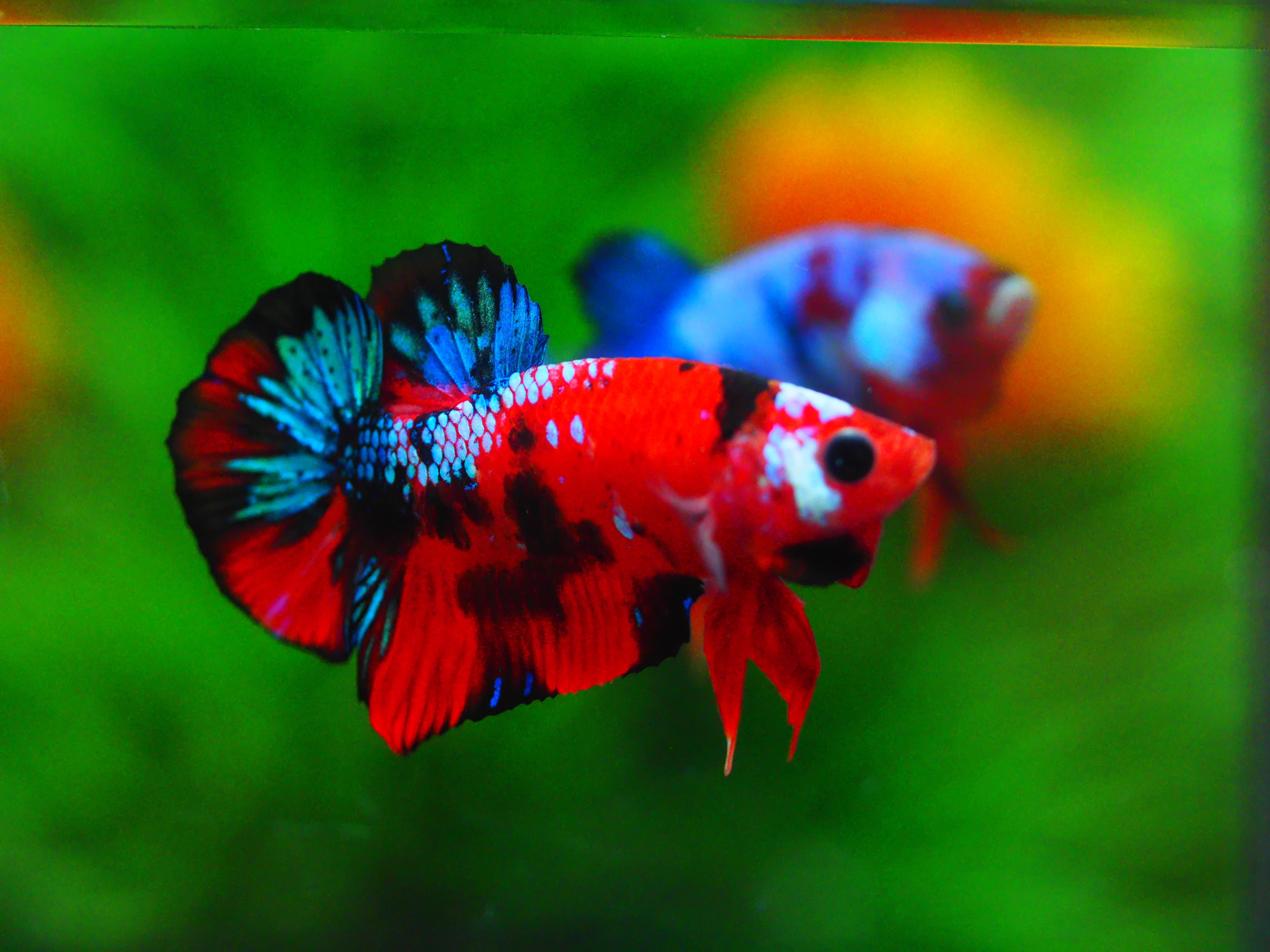 HMPK KOI GALAXY MALE GRADE A +++