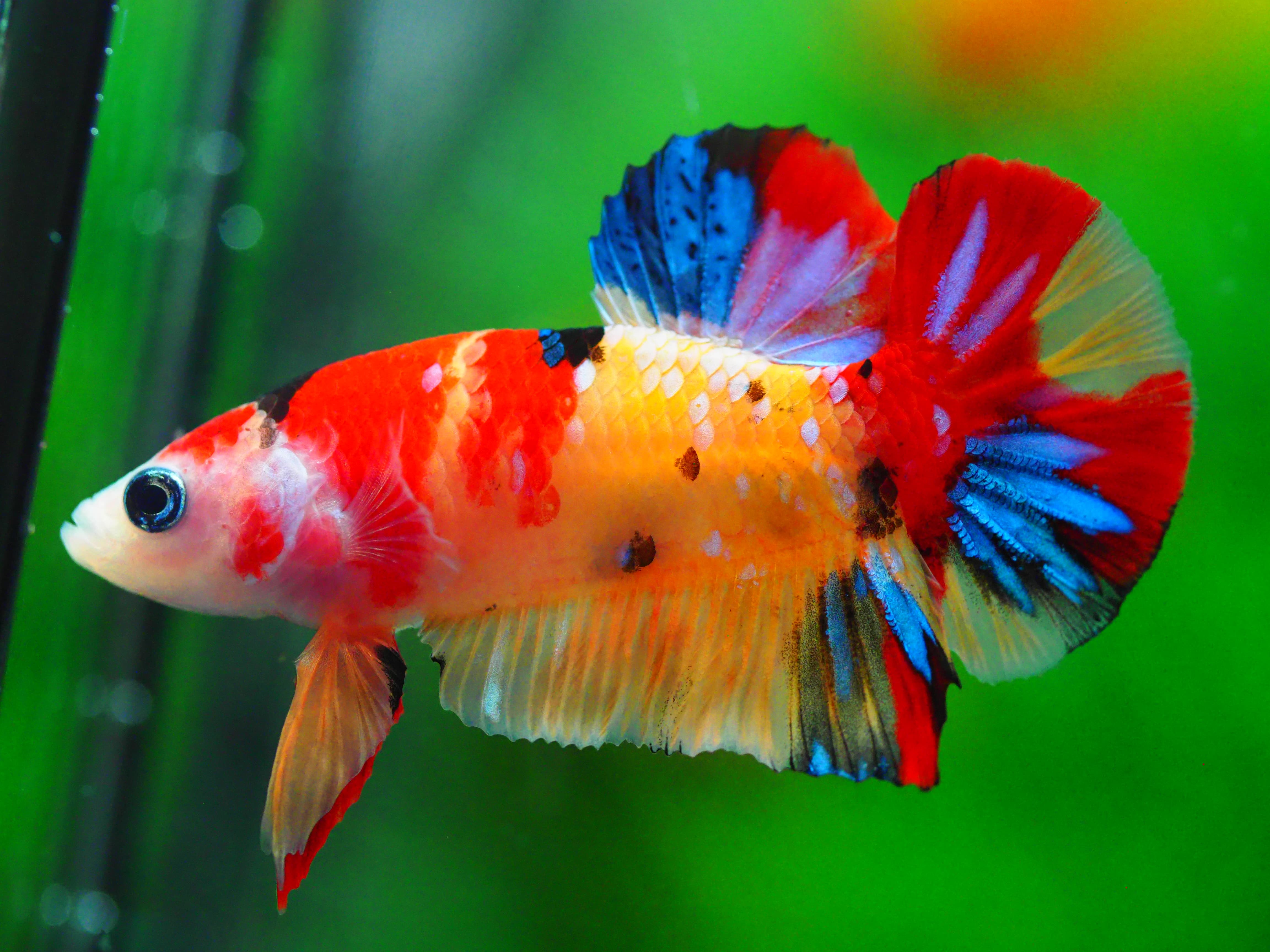 HMPK NEMO MALE GRADE A +++