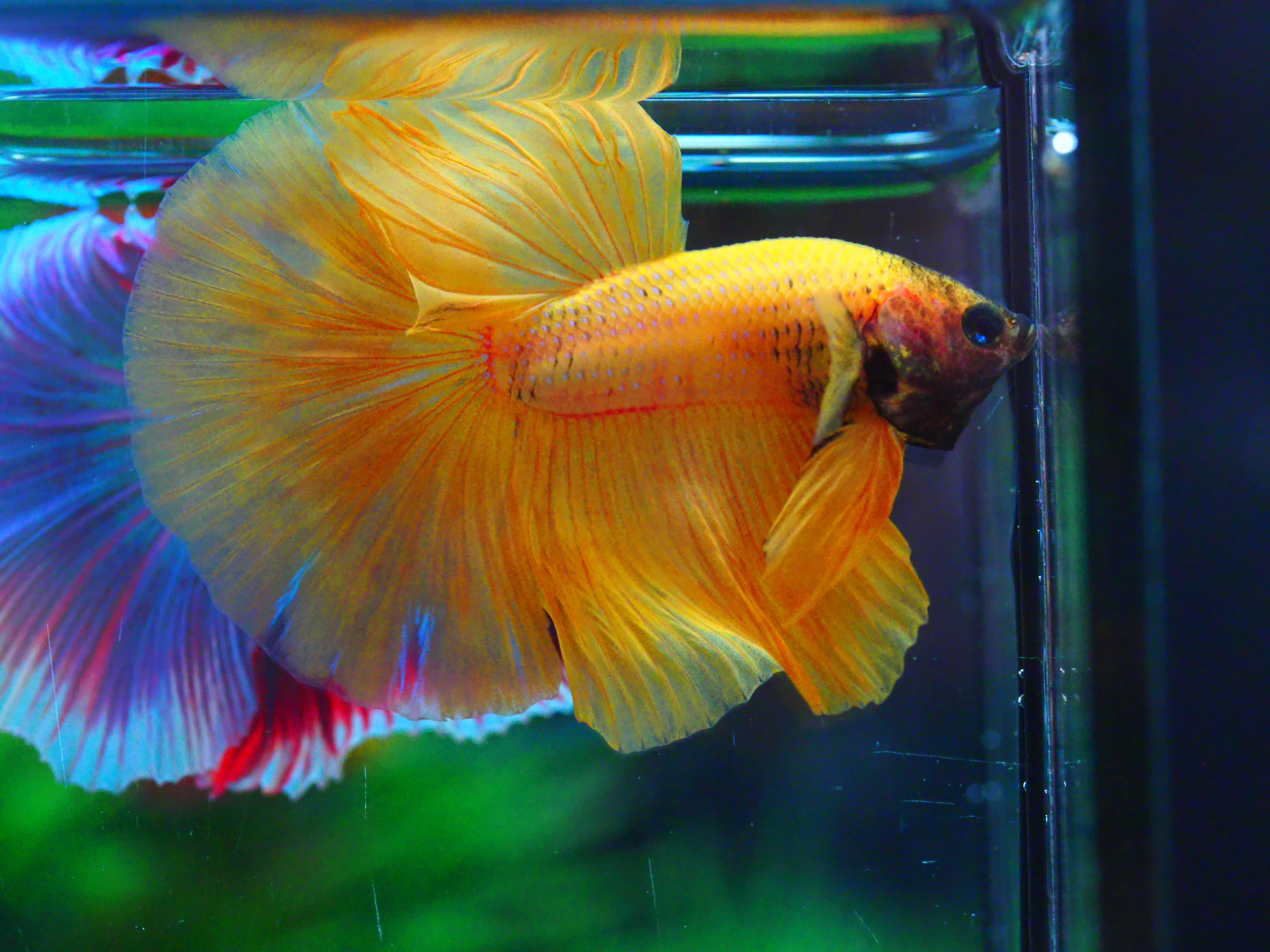 HM YELLOW MALE GRADE A +++