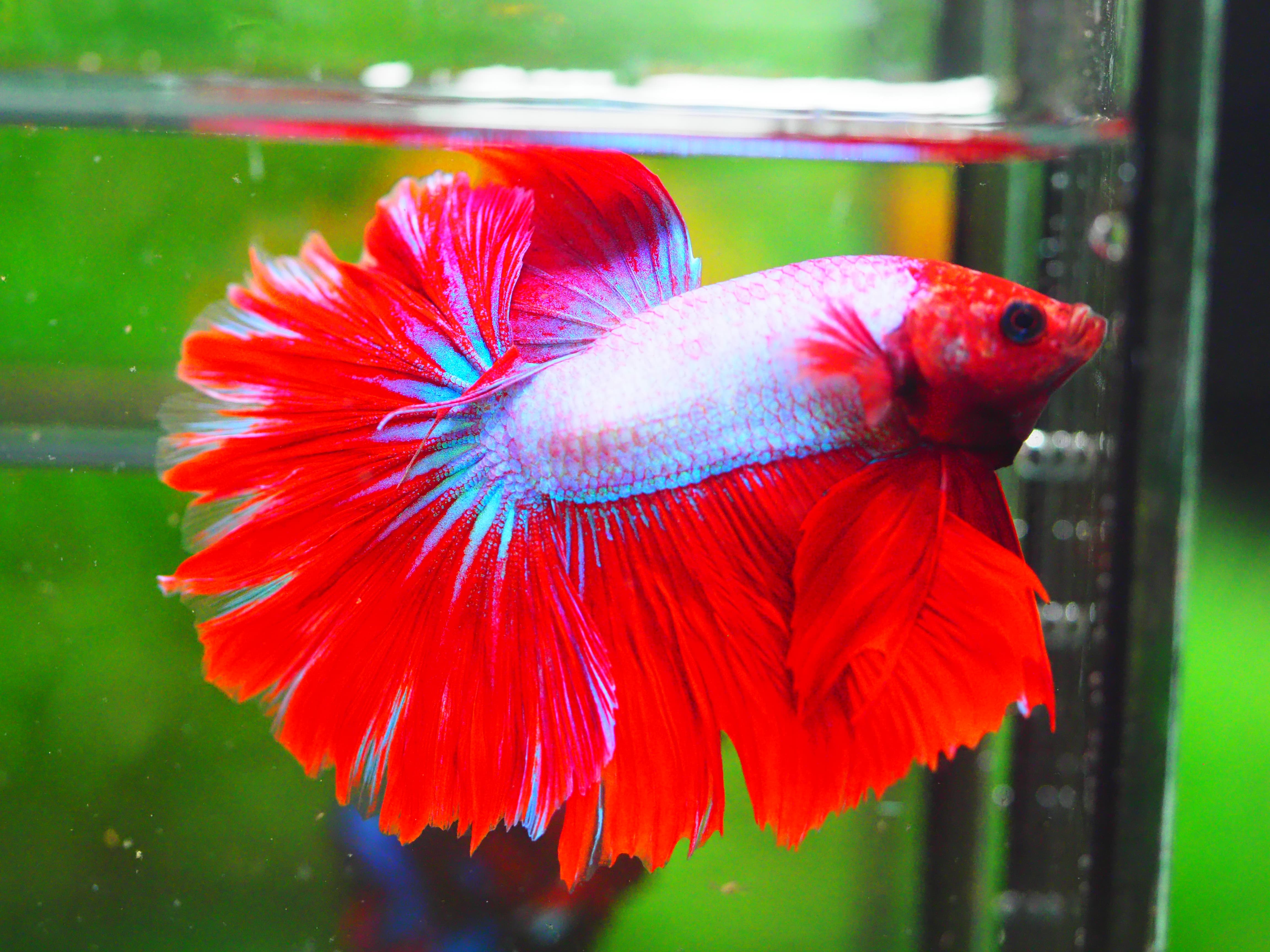 HM FANCY MALE GRADE A +++