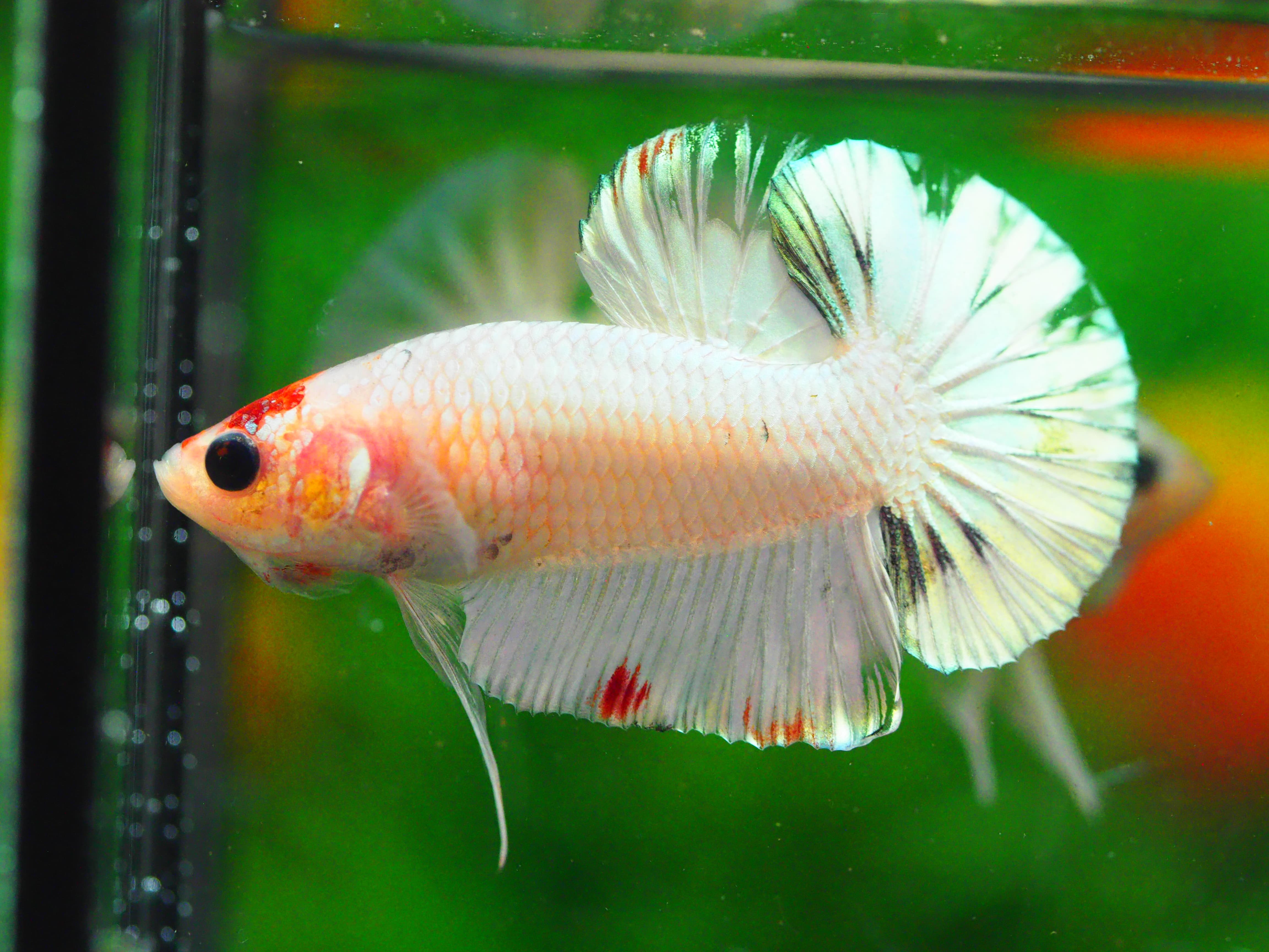 HMPK FANCY MALE GRADE A +++