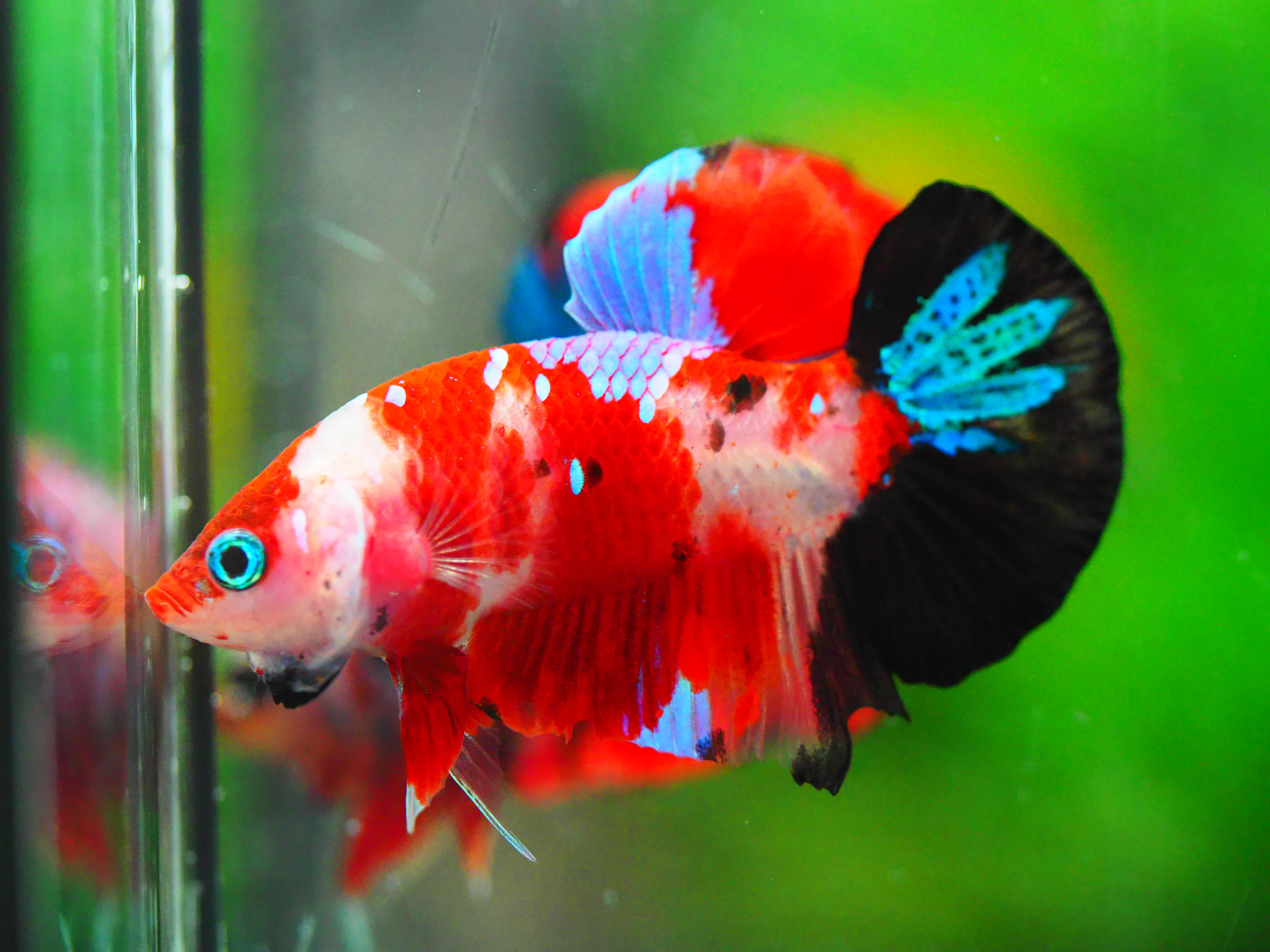 HMPK KOI GALAXY MALE GRADE A +++