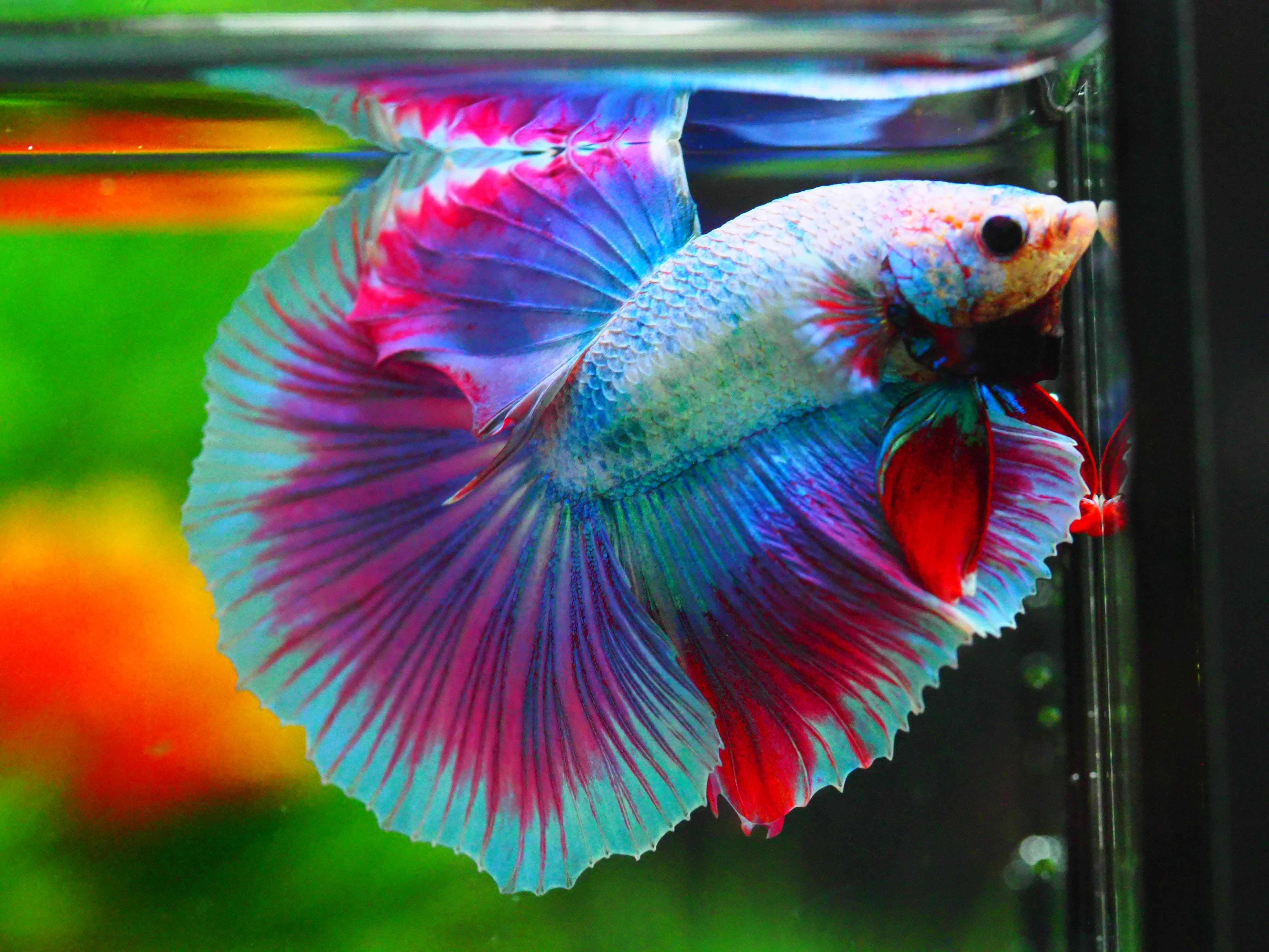 HM FANCY MALE GRADE A +++