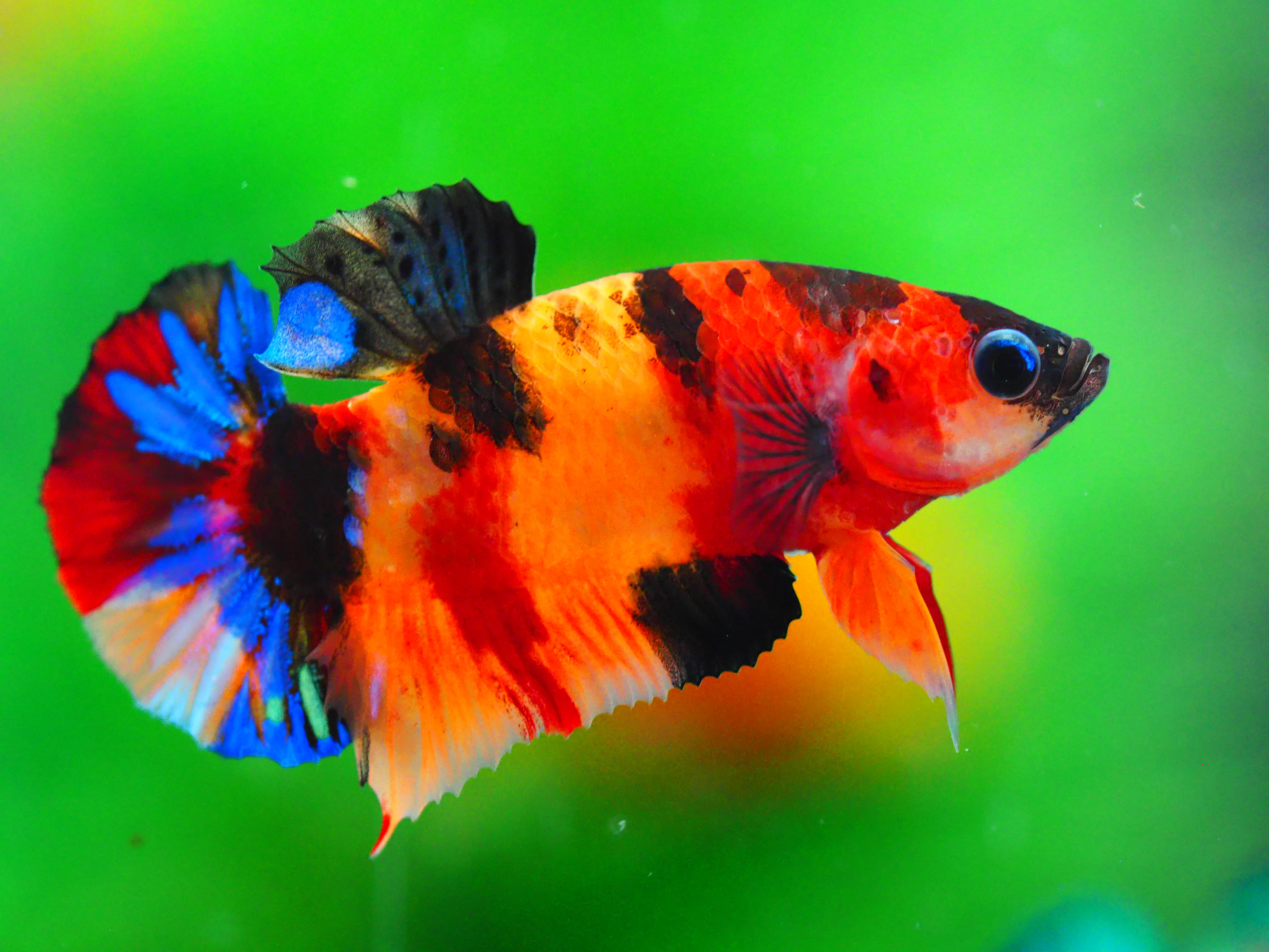 HMPK NEMO GALAXY MALE GRADE A +++