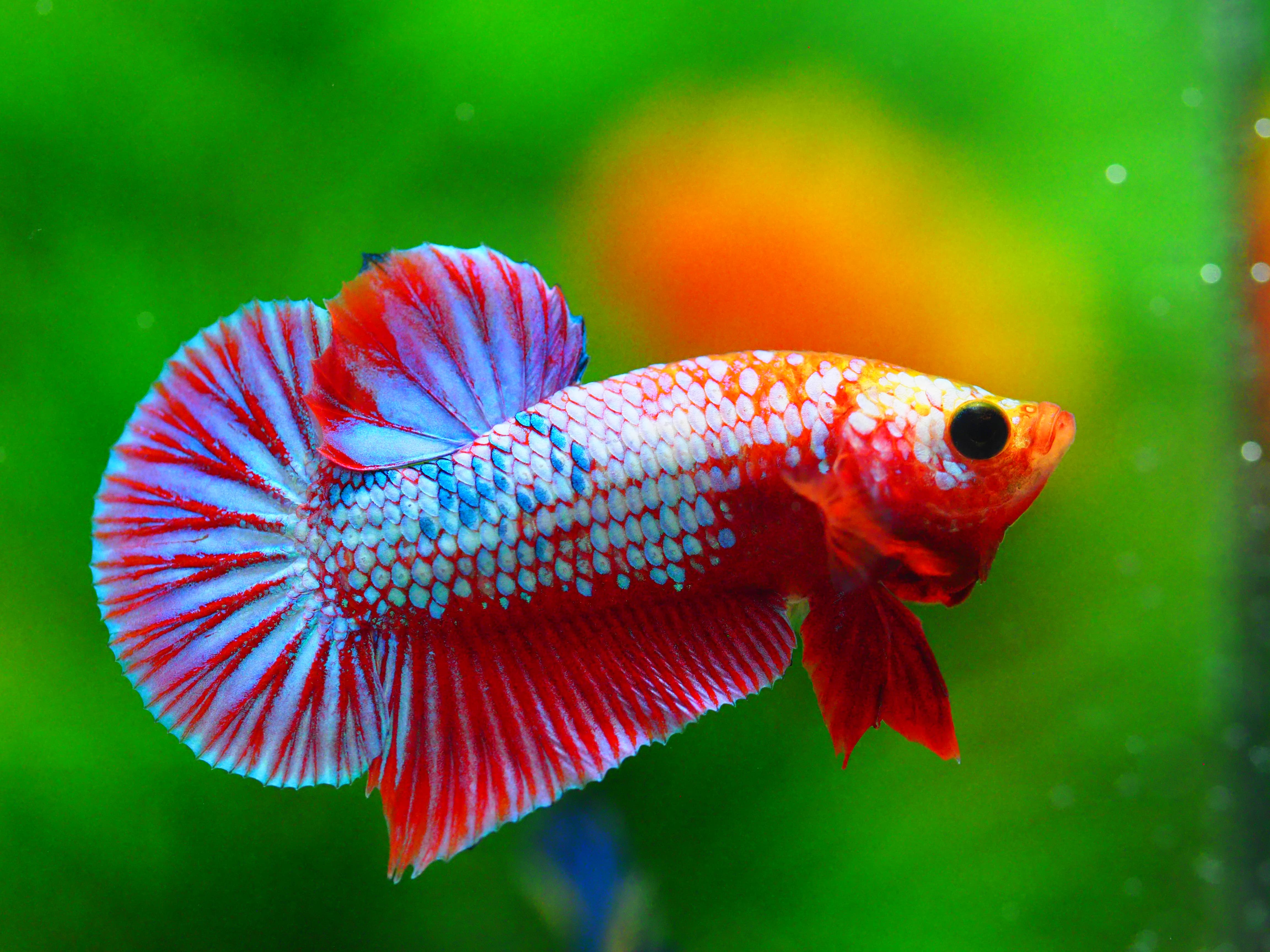 HMPK FANCY MALE GRADE A +++